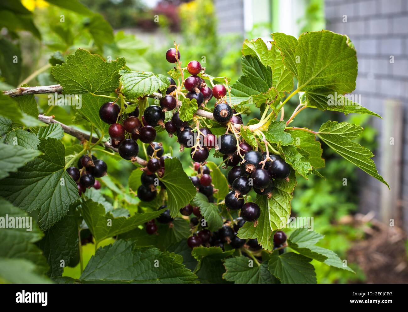 Schwarze johannisbeeren wachsen lassen Fotos und Bildmaterial in