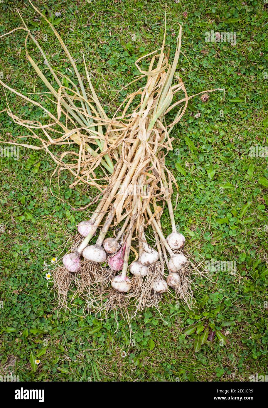 Mein Hausgarten Bio-Produkte. Drei Arten von Knoblauch - Elefant (Allium ampeloprasum var. ampeloprasum), Solo (Allium sativum) und normalen Knoblauch. Stockfoto