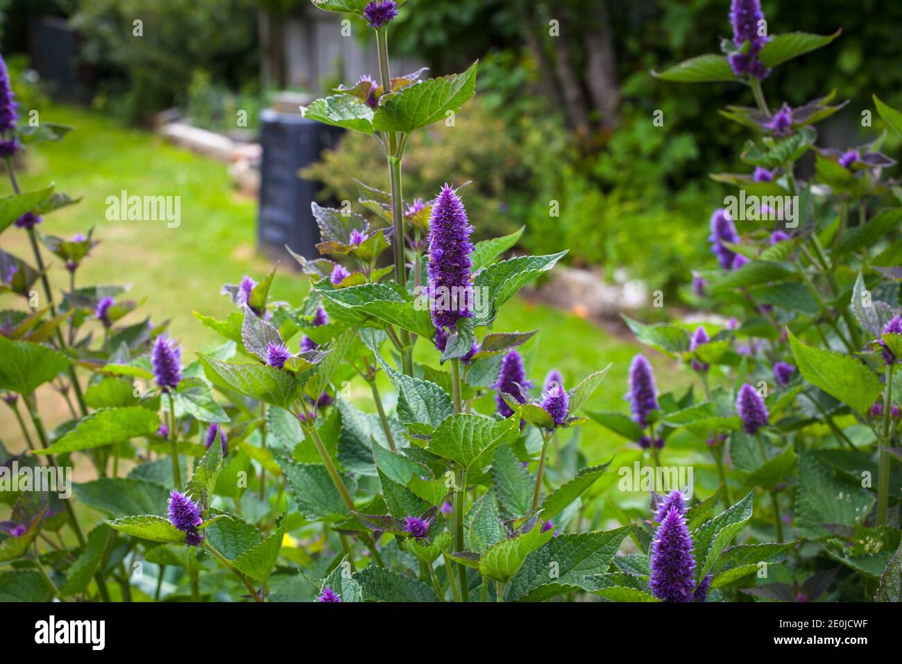Teil der minzfamilie Fotos und Bildmaterial in hoher Auflösung Alamy