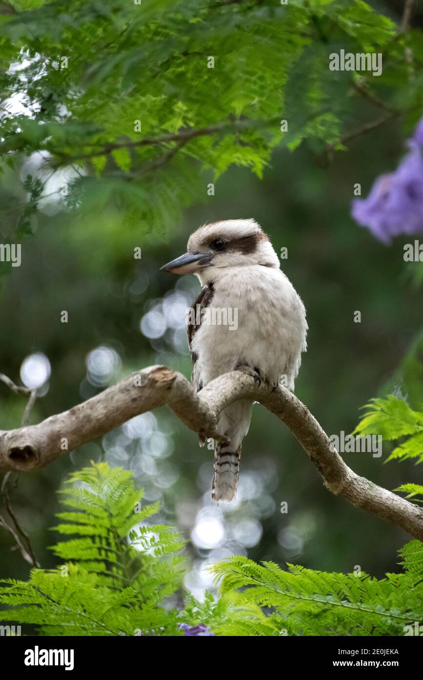 Profilbild von Australian Laughing Kookaburra in blühenden Jacaranda Baum, Victoria, Australien Stockfoto