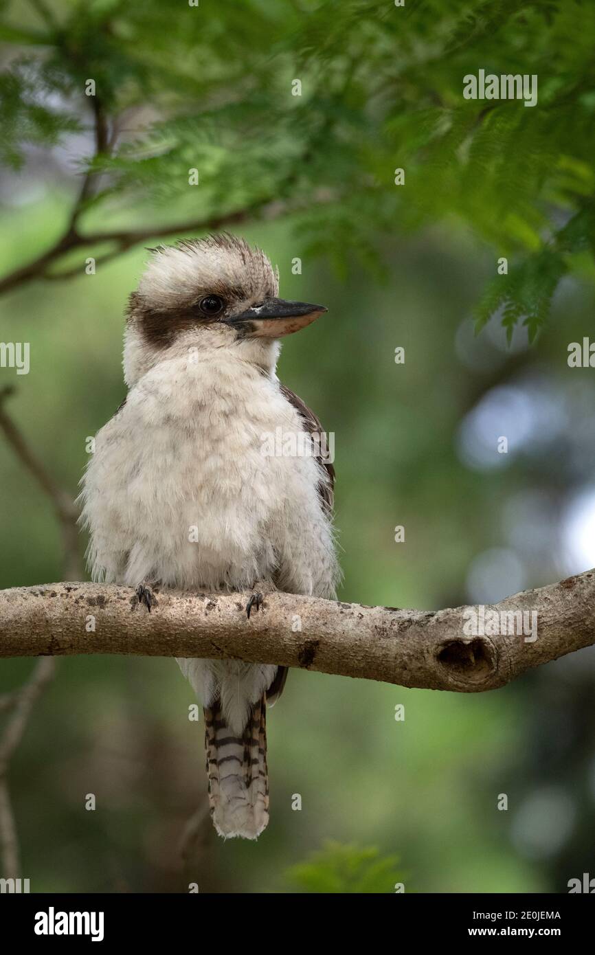 Sehr niedlich und flauschig juvenile Lachen Kookaburra Ruhe in Jacaranda Baum Stockfoto