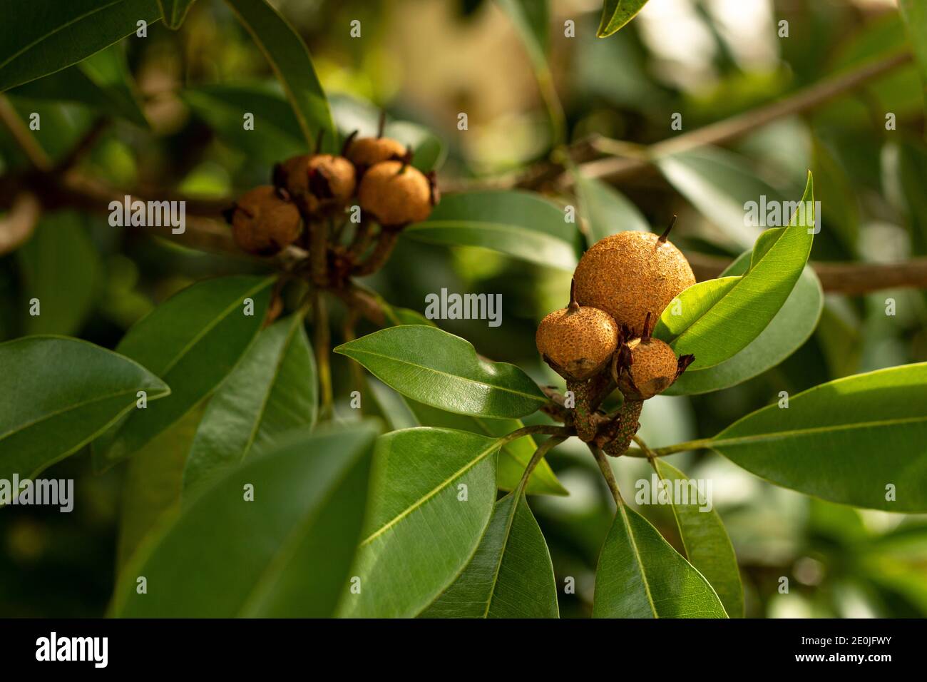 Chickoo / Sapodilla Früchte reifen auf Baum mit grünen Blättern Bei Sonnenlicht Stockfoto