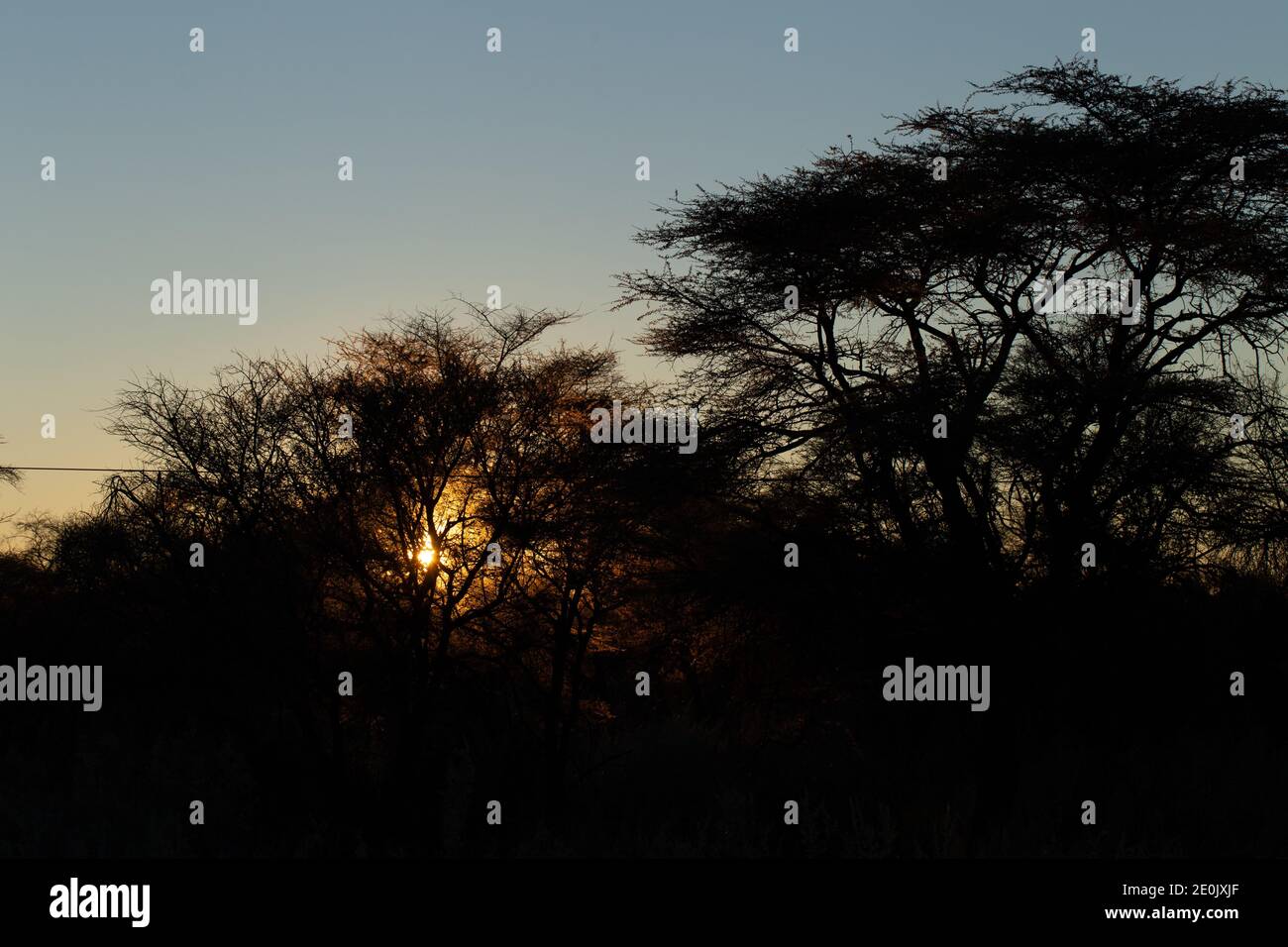 Bäume, die von der Abendsonne beleuchtet werden Stockfoto