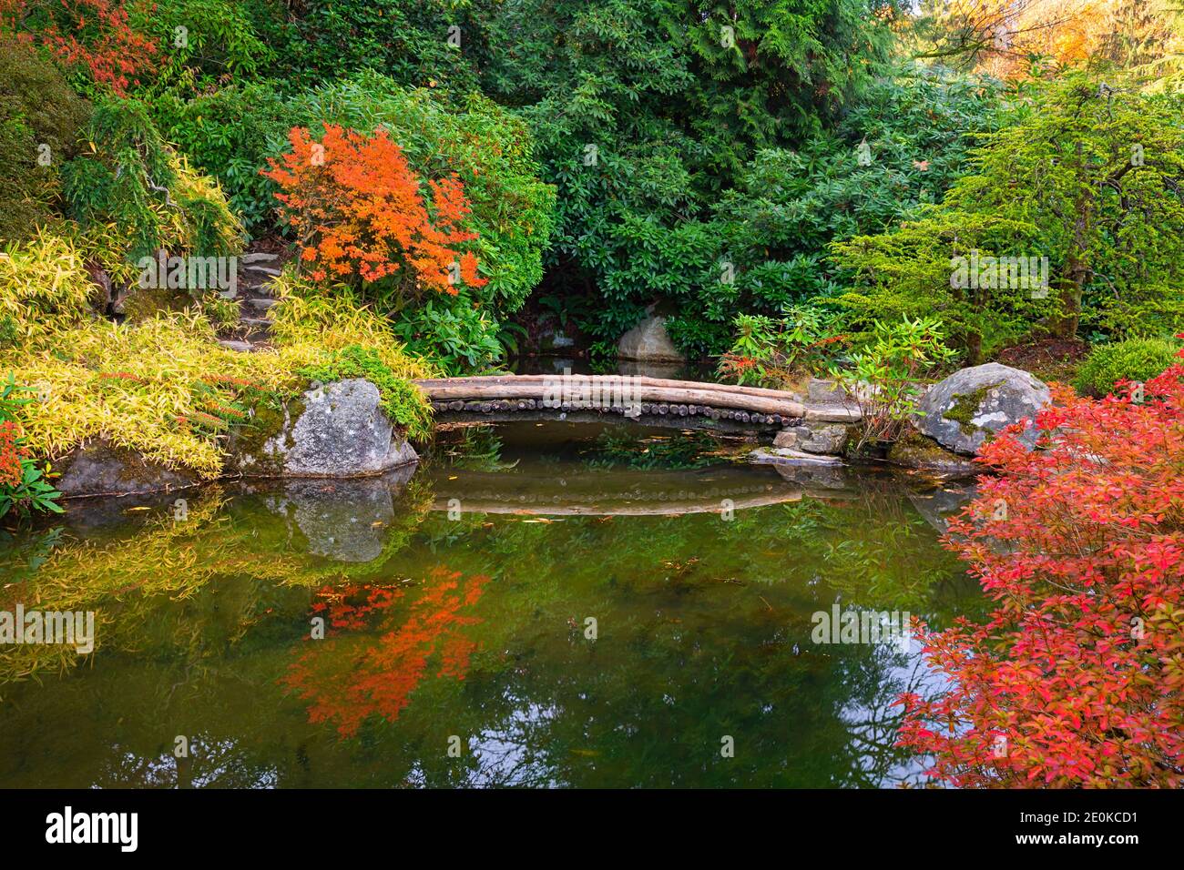WA18952-00...WASHINGTON - helle, herbstliche Blätter spiegeln sich im Pool der japanischen Kubota Gardens, einem Stadtpark von Seattle. Stockfoto