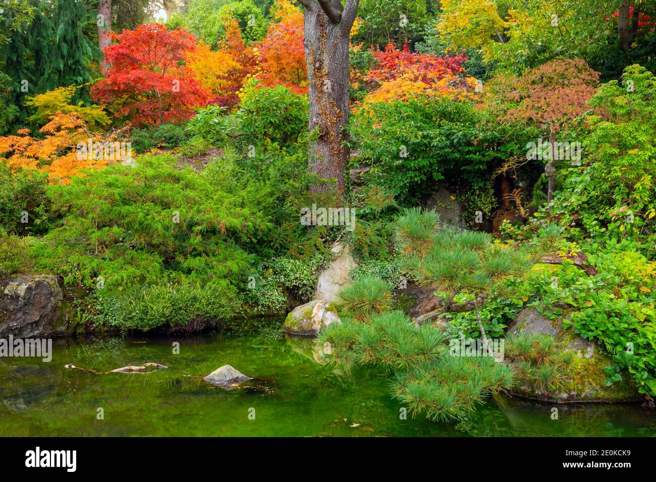 WA18953-00...WASHINGTON - Helle Herbstfarben auf dem Hügel über einem reflektierenden Pool in den japanischen Kubota Gardens; ein Seattle Stadtpark. Stockfoto