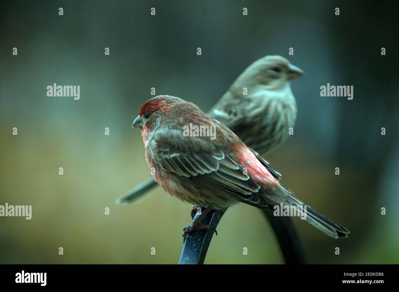 Vögel im Futterhaus Stockfoto