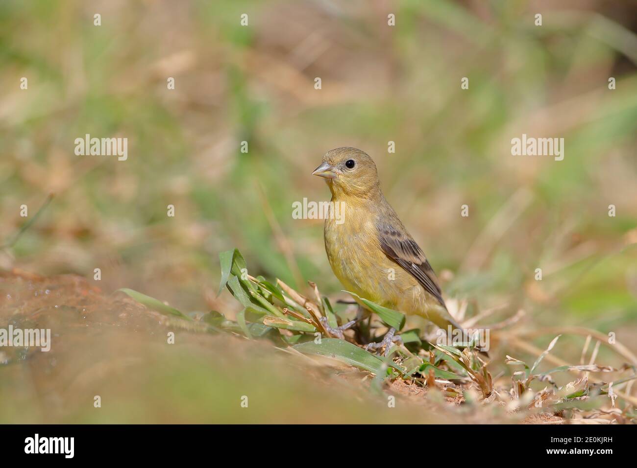 Kleiner Goldfink (Spinus psaltria) weiblich, Südtexas, USA Stockfoto