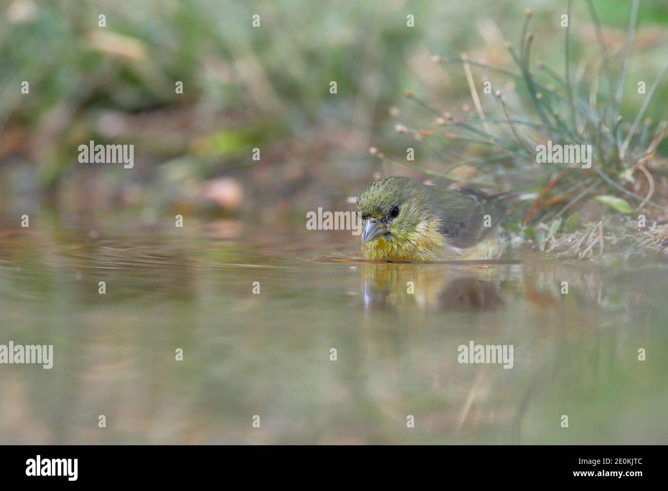 Kleiner Goldfink (Spinus psstria) weibliches Trinkwasser, Südtexas, USA Stockfoto