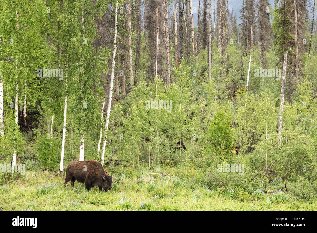 Die Aishihihik Wood Bison Herde fortert entlang des Alaskan Highway südlich von Watson Lake, Yukon, Kanada. Stockfoto