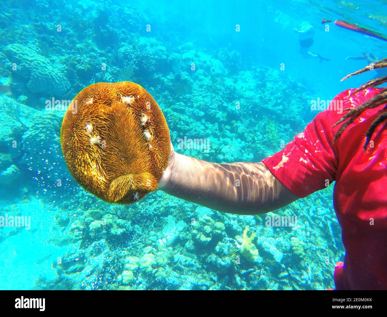 Halten Sie einen goldenen Seeigel unter Wasser beim Schnorcheln Stockfoto