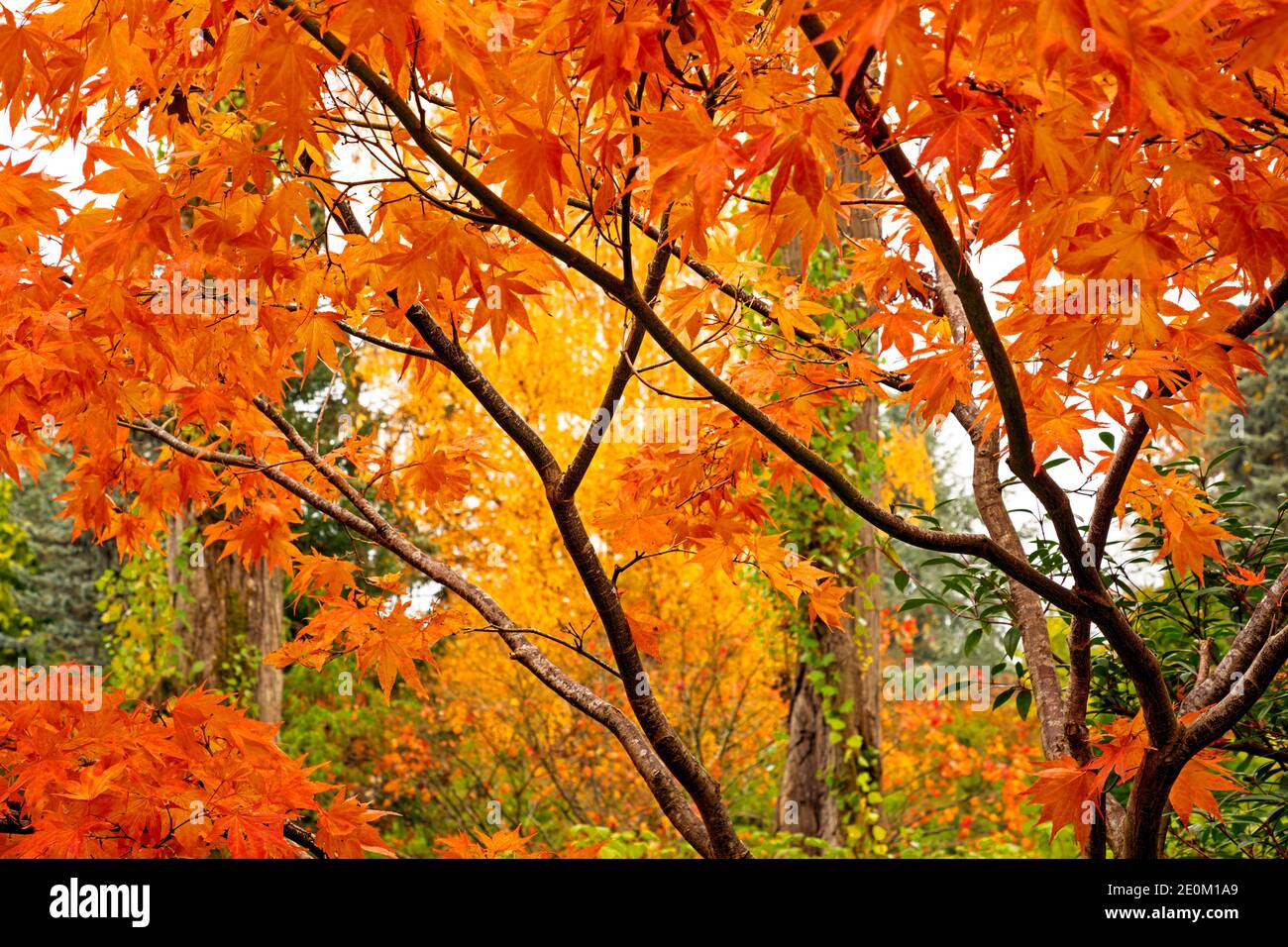 WA18976-00...WASHINGTON - Herbst im Kubota Garden Park in Seattle. Stockfoto