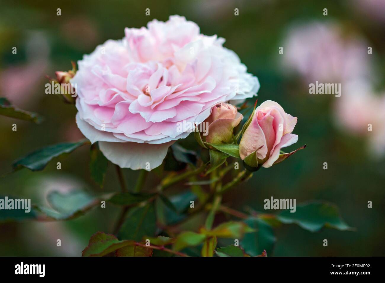 Nahaufnahme der hellrosa Gartenrose mit Knospen (Morden Blush Breed von Marshall) Stockfoto