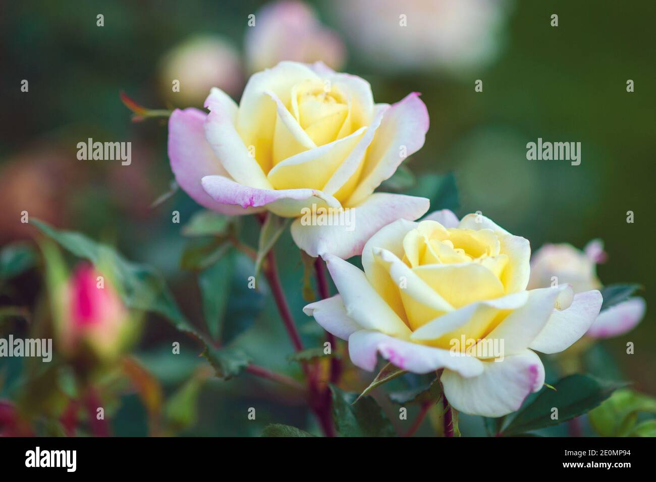 Music Box Rose elegante Doppelblüten mit cremig gelben Zentren Und zarte rosa Blütenblätter Kanten (Moderne amerikanische Strauchrose von Ping Lim) Stockfoto
