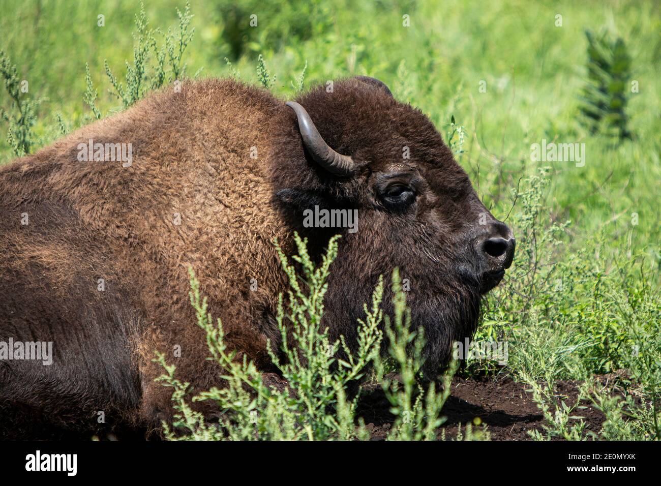 Großer Yak in schöner Landschaft. Hairy Kuh Wildtier in der Natur. Das Jahr des Ochsen, Rindes oder Wasserbüffels im Jahr 2021. Landwirtschaftliche Tier in Amerika. Stockfoto