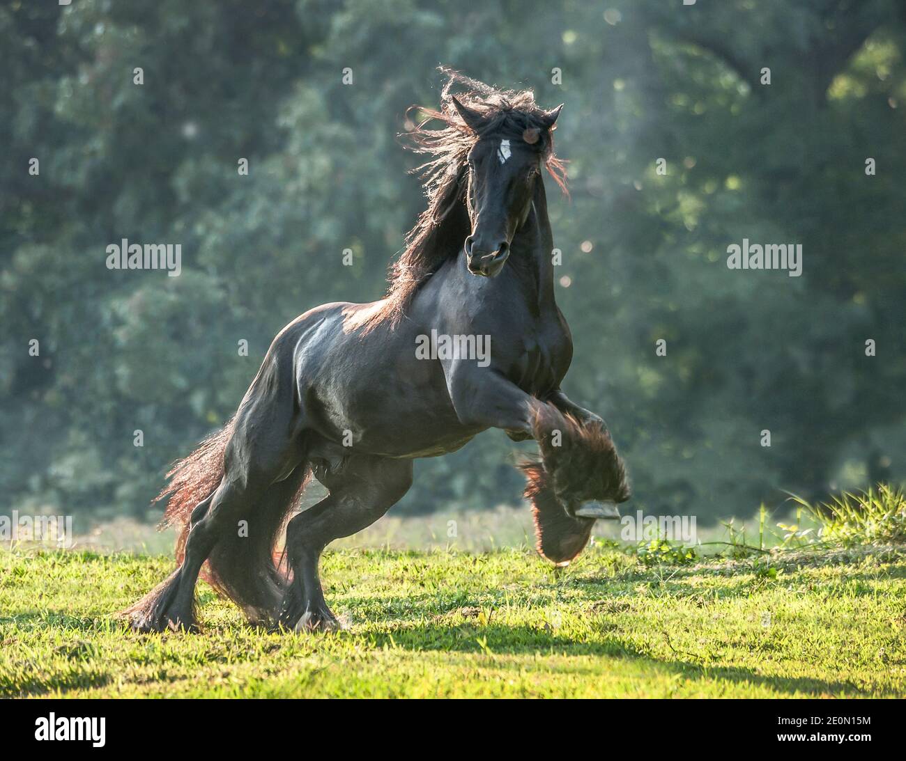 Energischer schwarzer Gypsy Vanner Horse Hengst beim Laufen Stockfoto