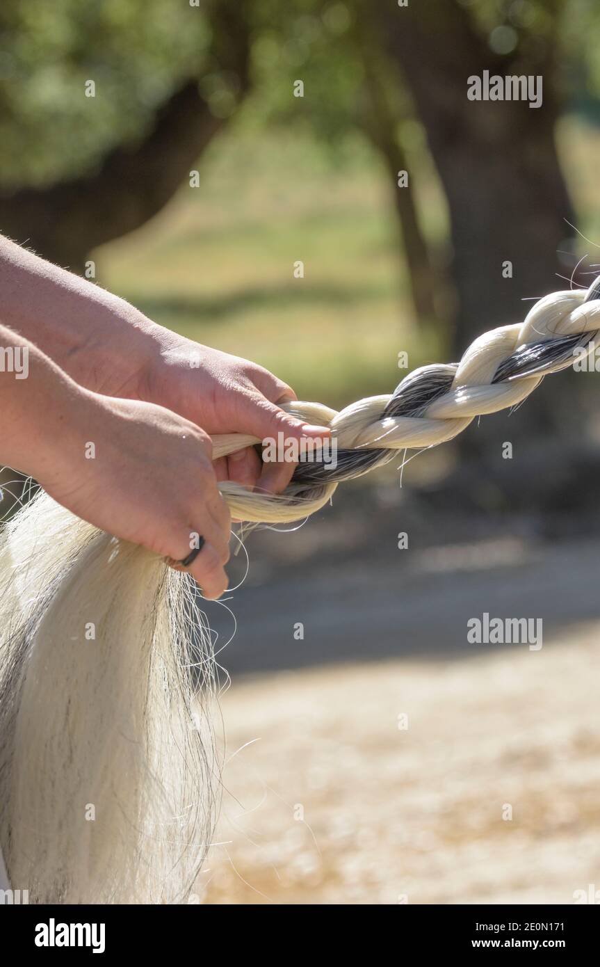 Junge Frau flechtet dicken Pferdeschwanz Stockfoto