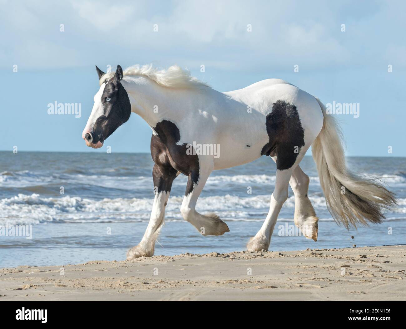 Gypsy Vanner Pferdehengst joggt auf Strandsand mit Meer Stockfoto