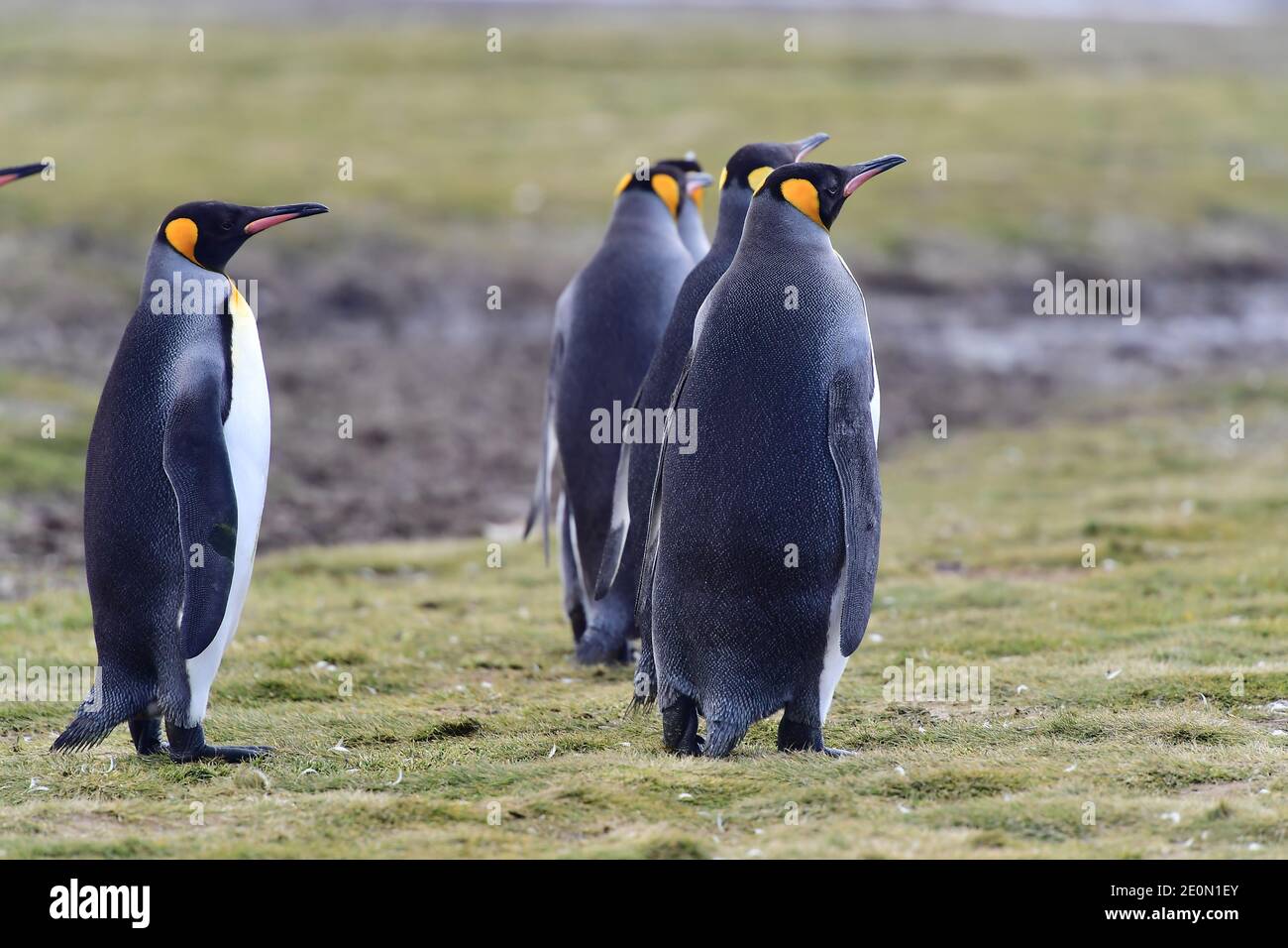 Königspinguine (Aptenodytes patagonicus) in ihrer Kolonie auf der Graslandebene der Insel Südgeorgien, im Südatlantik. Stockfoto