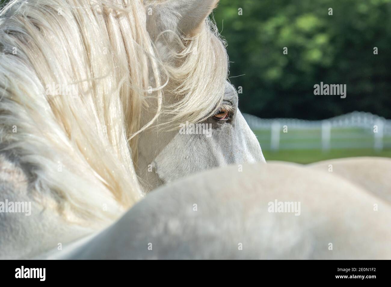 Über dem Schulterkopf des weißen Hengstpferdes Stockfoto