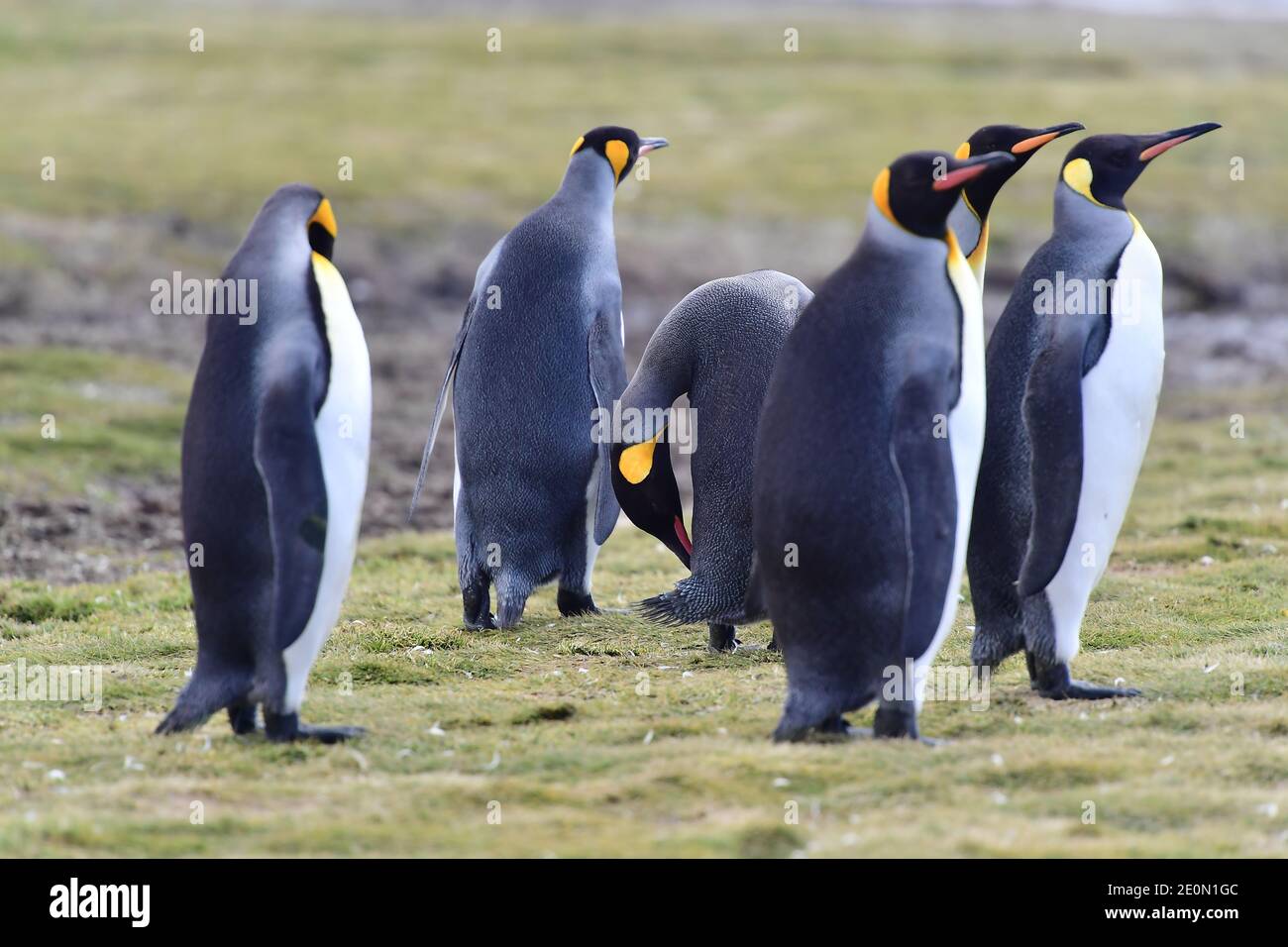 Königspinguine (Aptenodytes patagonicus) in ihrer Kolonie auf der Graslandebene der Insel Südgeorgien, im Südatlantik. Stockfoto