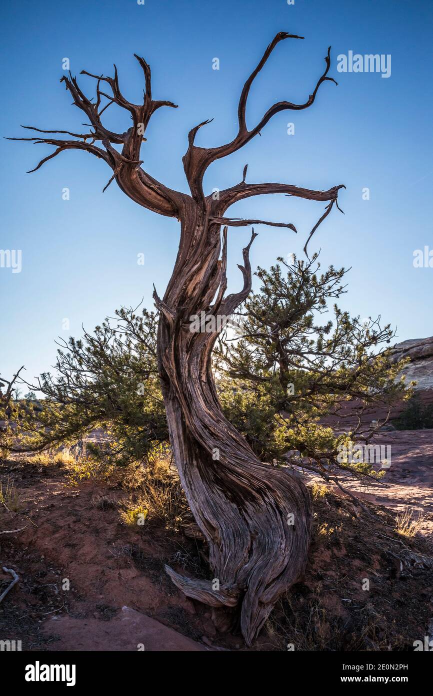 Ein alter Pinion Snag mit einer einzigartigen Form, Canyonlands National Park, Utah, USA. Stockfoto