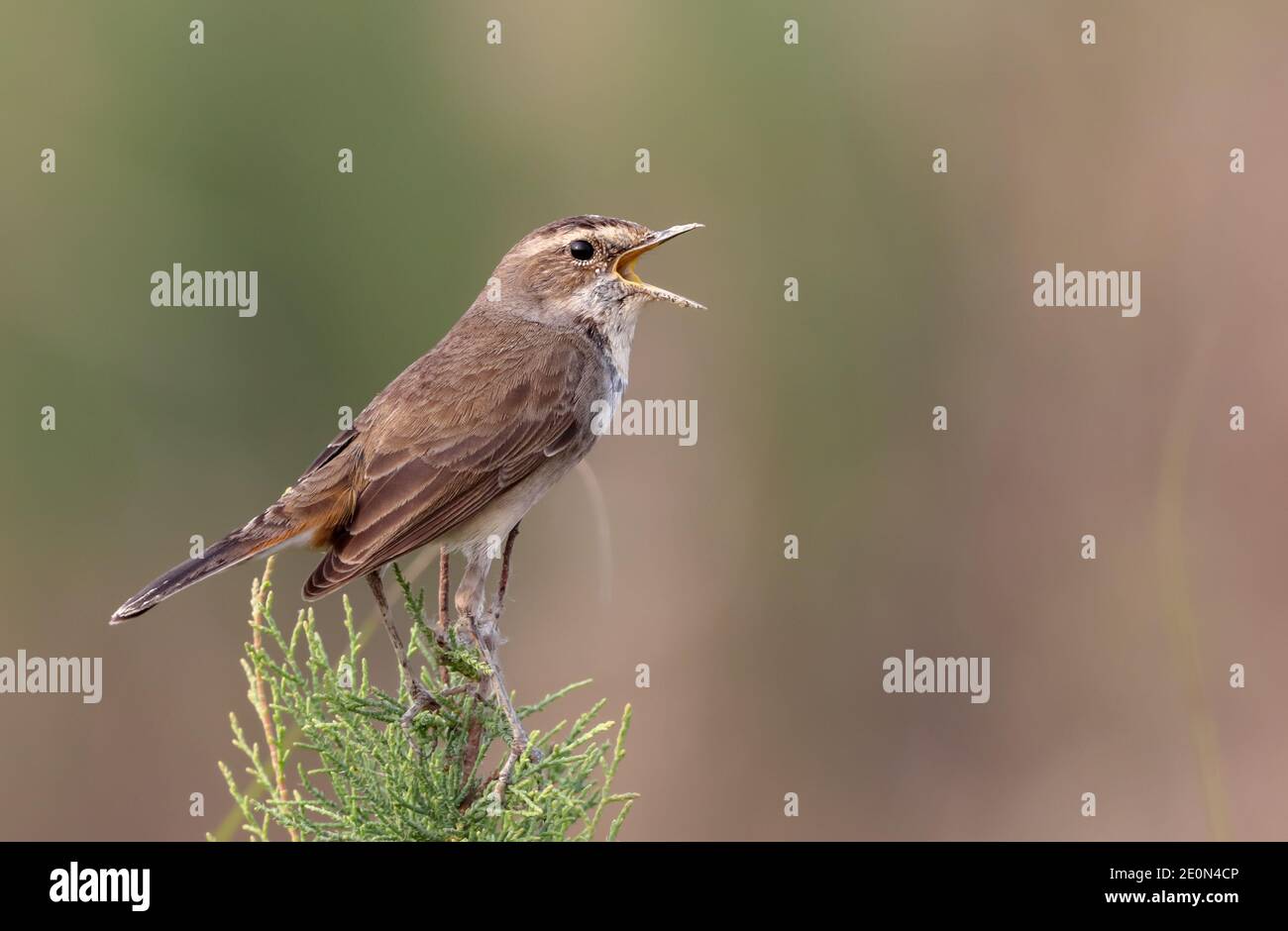 Bluethroat potrait Stock Foto. Stockfoto