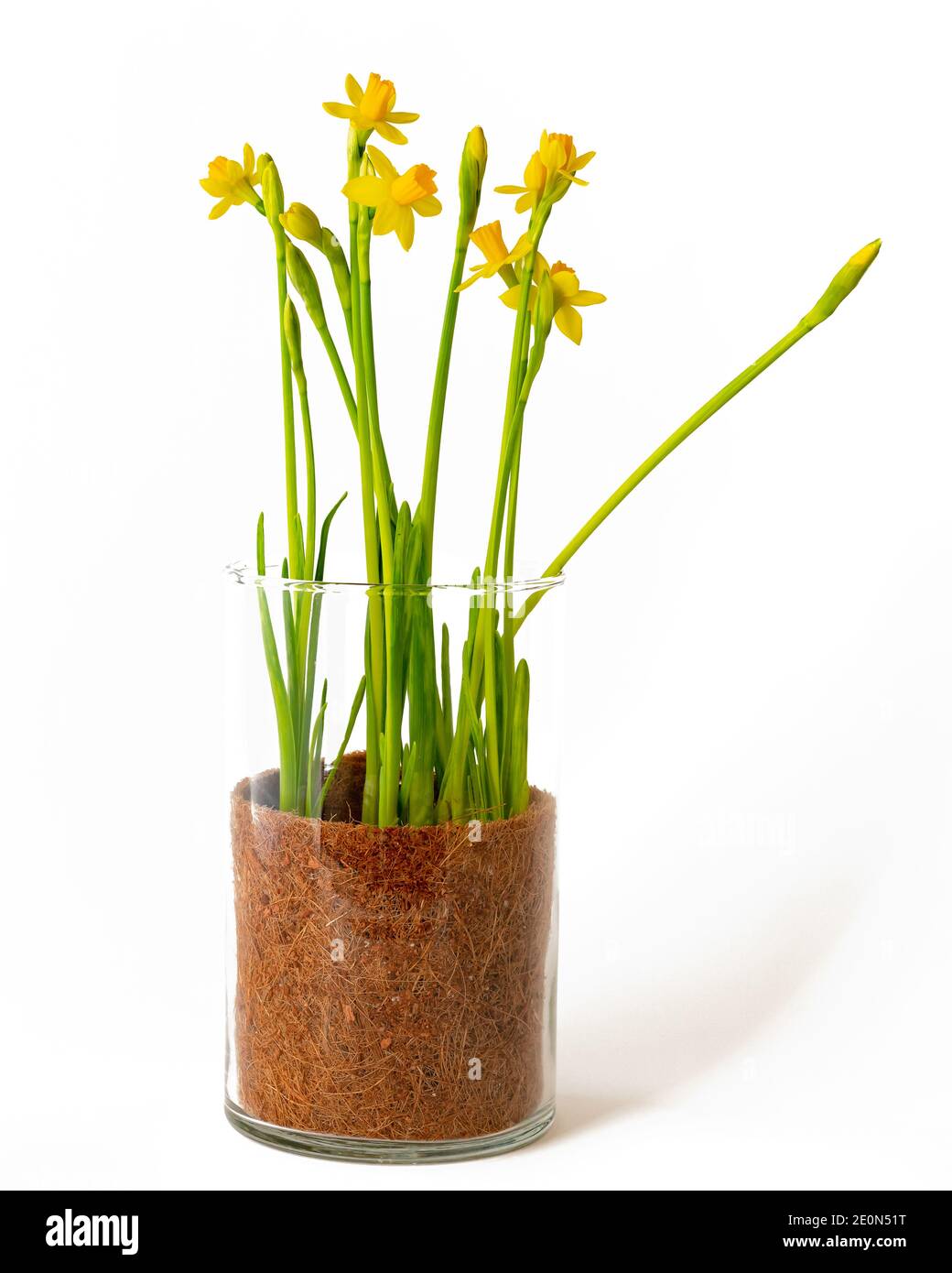 Narzissen in Glasvase. Schöne Mini Narzissen in Blüte Nahaufnahme in einer Glasvase isoliert auf weißem Hintergrund Stockfoto