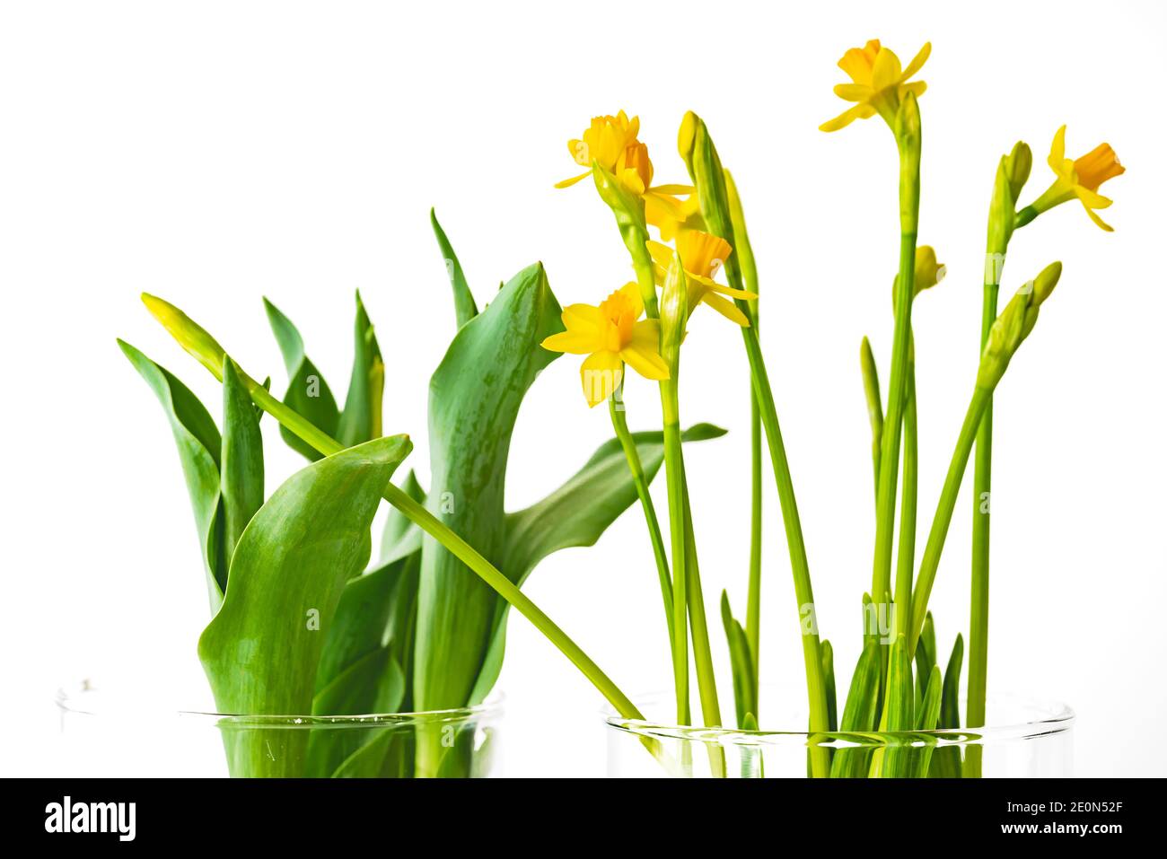 Narzissen und Tulpen aus der Nähe in Glasvase isoliert auf Weißer Hintergrund Stockfoto