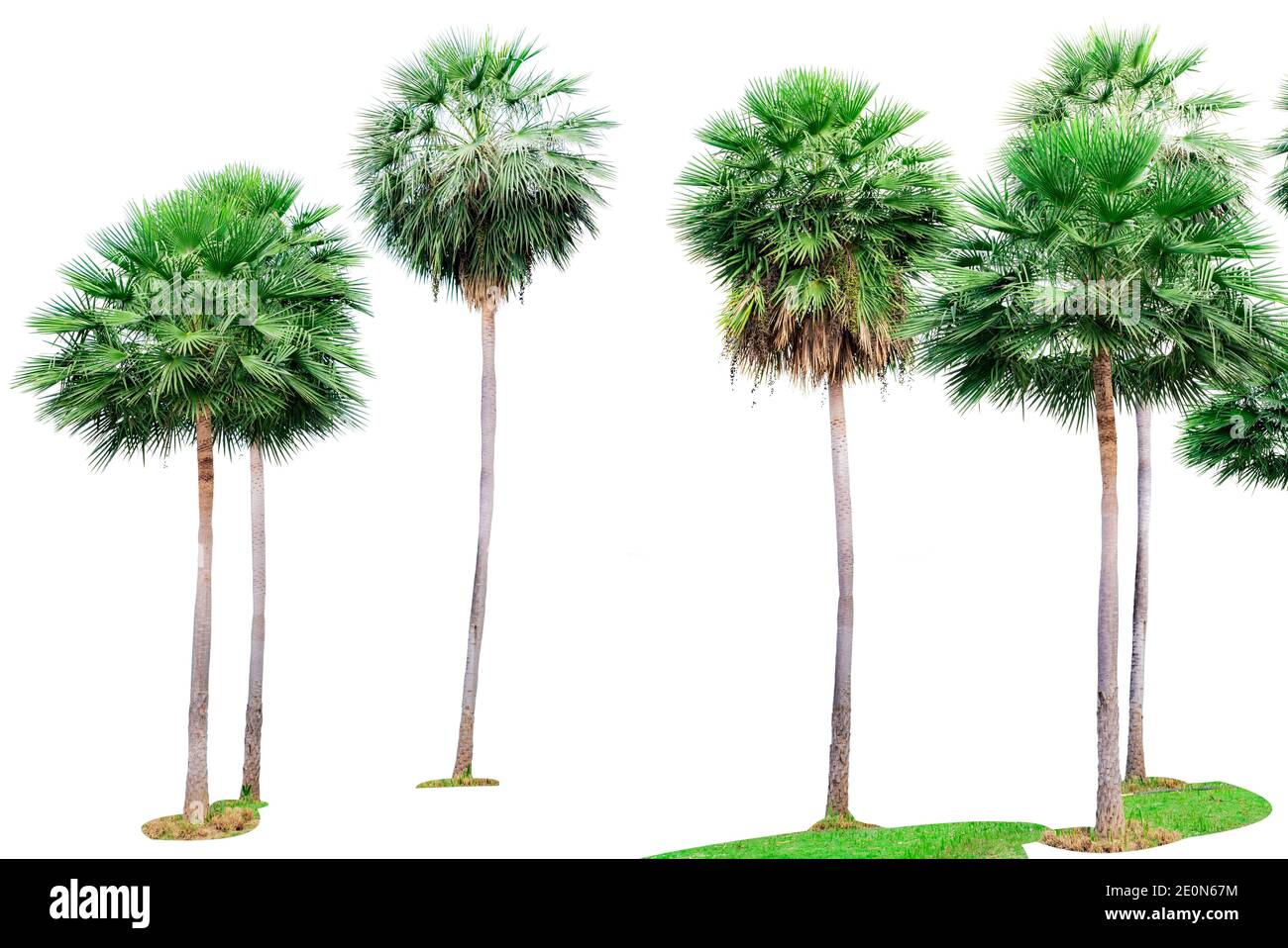 Palme isoliert auf weißem Hintergrund. Palme zur Dekoration tropischer Garten. Hoher Baum mit grünen Blättern zur Dekoration Sommer Paradies Strand. Stockfoto