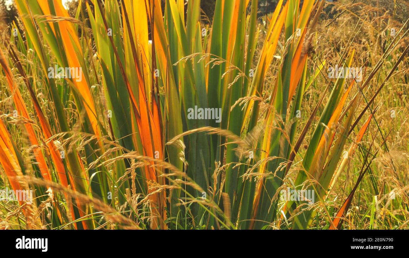Neuseeland Flachs und Wind geblasen Gras Stockfoto