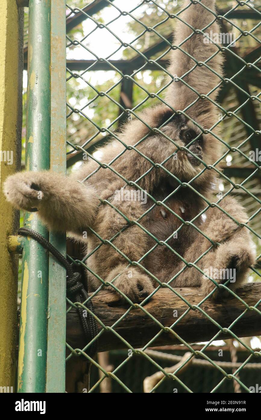 Bild von silberndem Gibbon im Käfig. Einziger Gibbon hinter dem Käfig im Park, Bali, Indonesien. Hylobates Moloch im Zoo Käfig. Schönheit und Lieblichkeit von Stockfoto