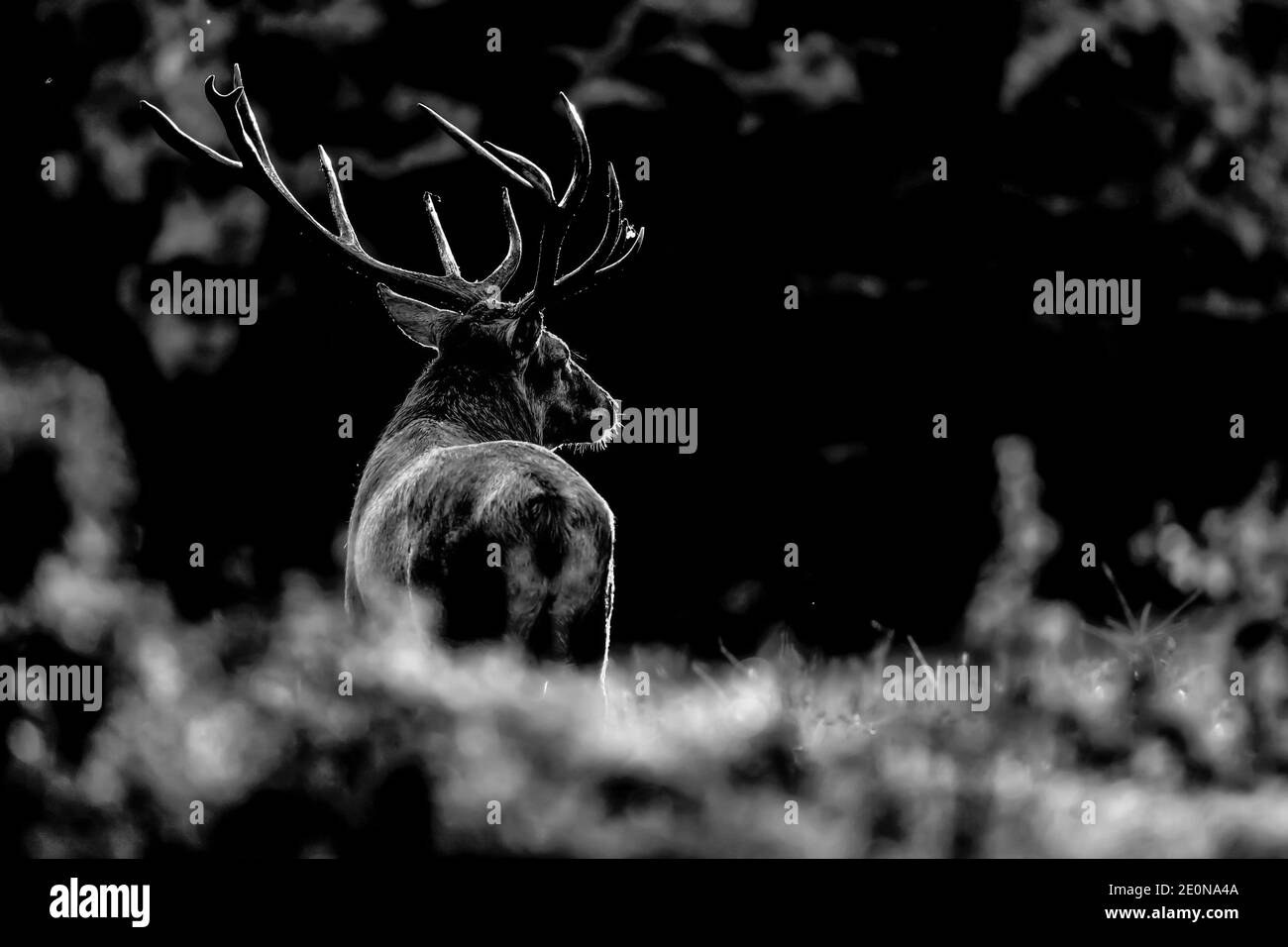 Portrait des majestätischen Hirsches bei Sonnenaufgang (Cervus elaphus) Stockfoto