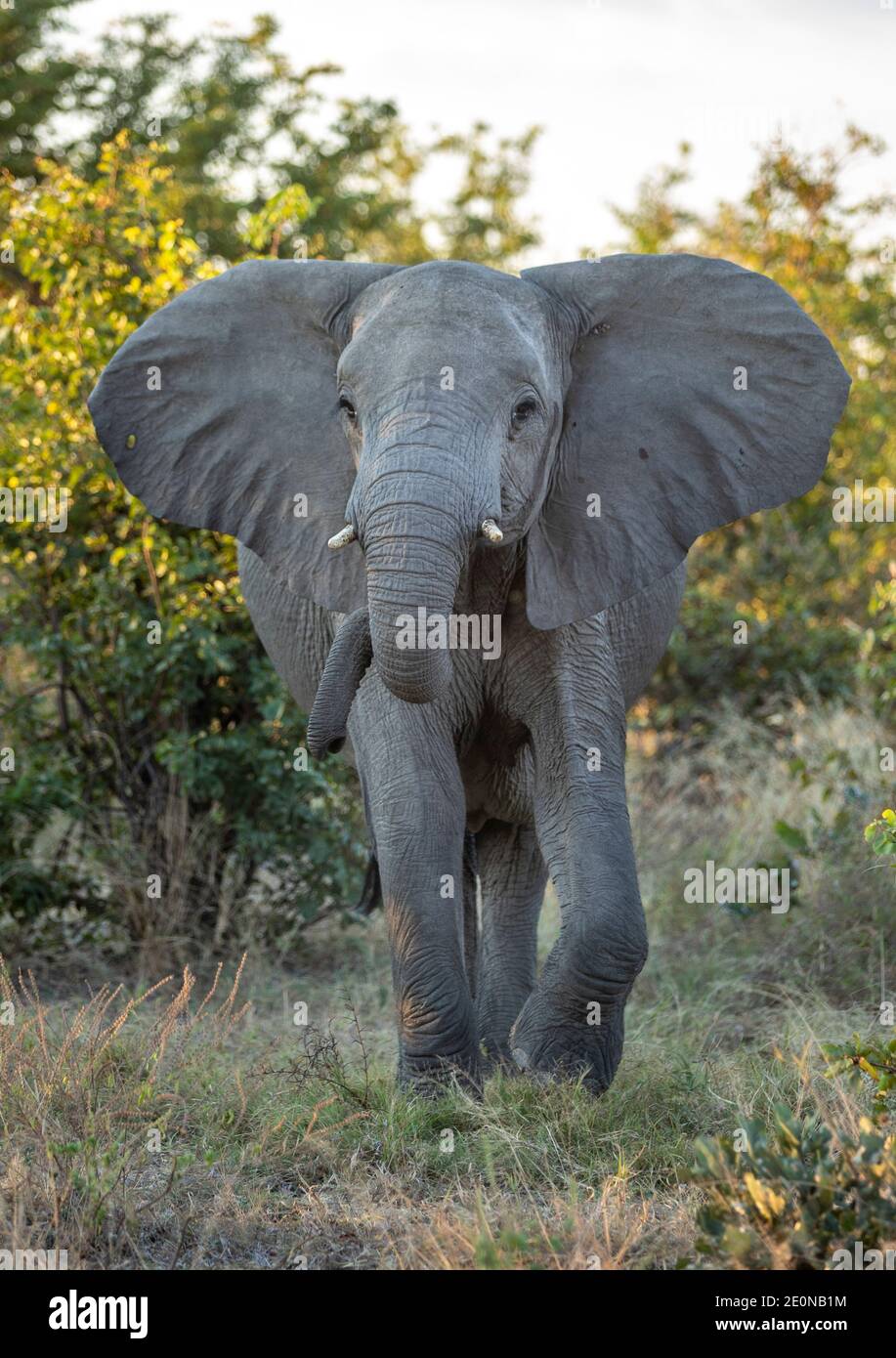 Vertikales Porträt eines jungen Elefanten mit kleinen Stoßzähnen und Ohren weit offen suchen wachsam in Savuti Reserve in Botswana Stockfoto