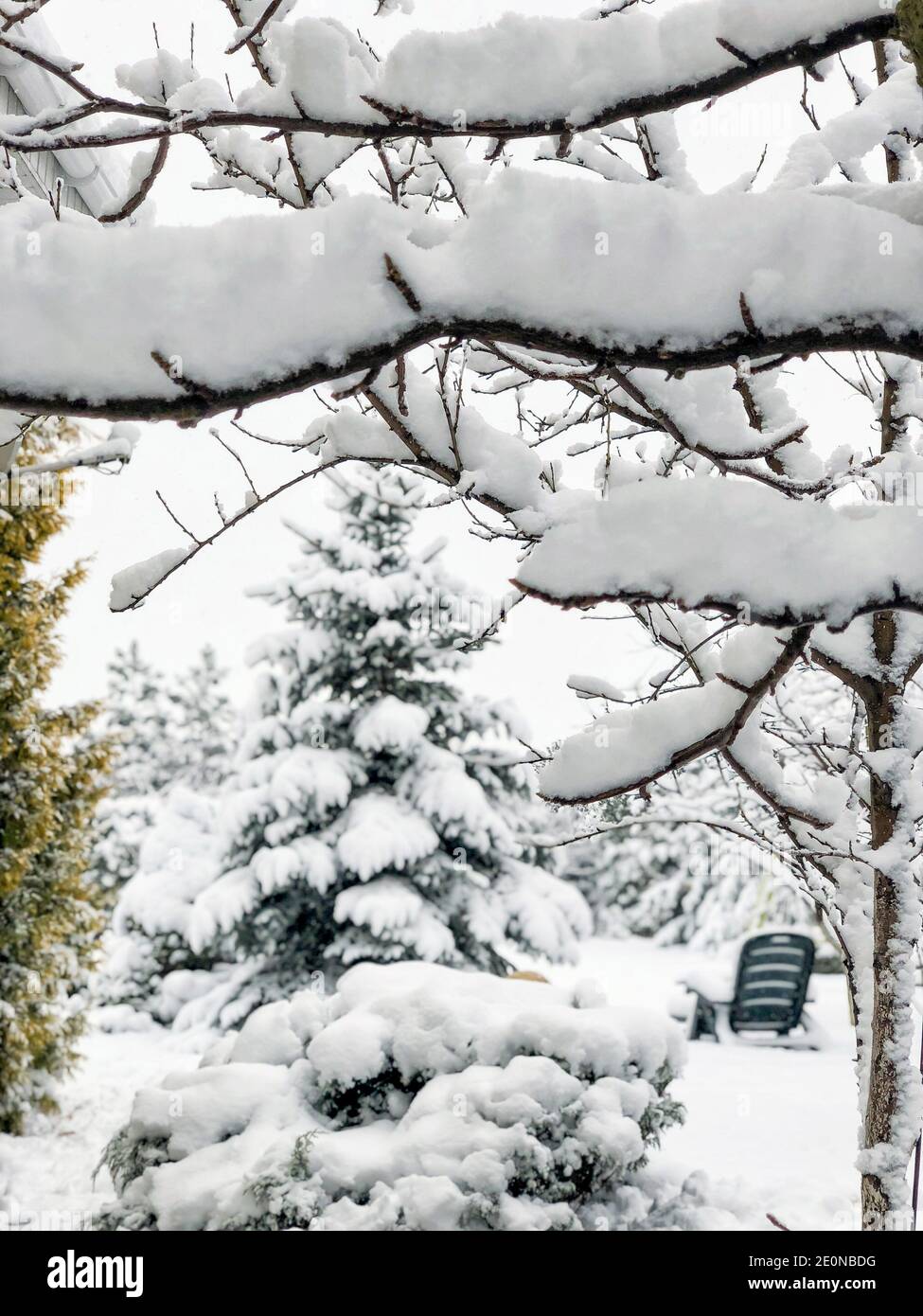 Hintergrund mit Ästen von Bäumen unter Schnee im Winter Stockfoto