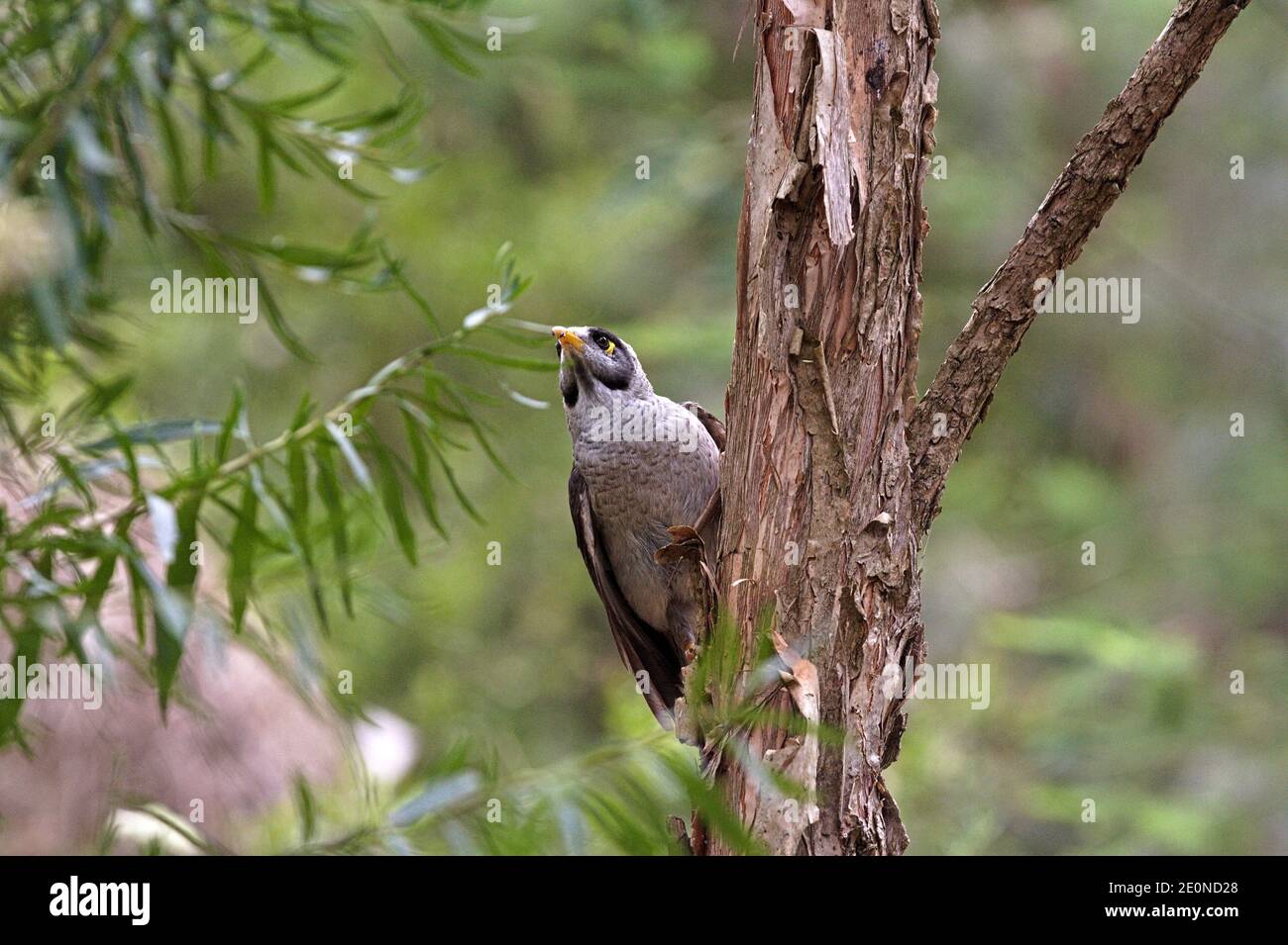 Australischer Vogel der laute Bergmann oder Manorina melanocephala, der sich an einem Ast festhält. Stockfoto