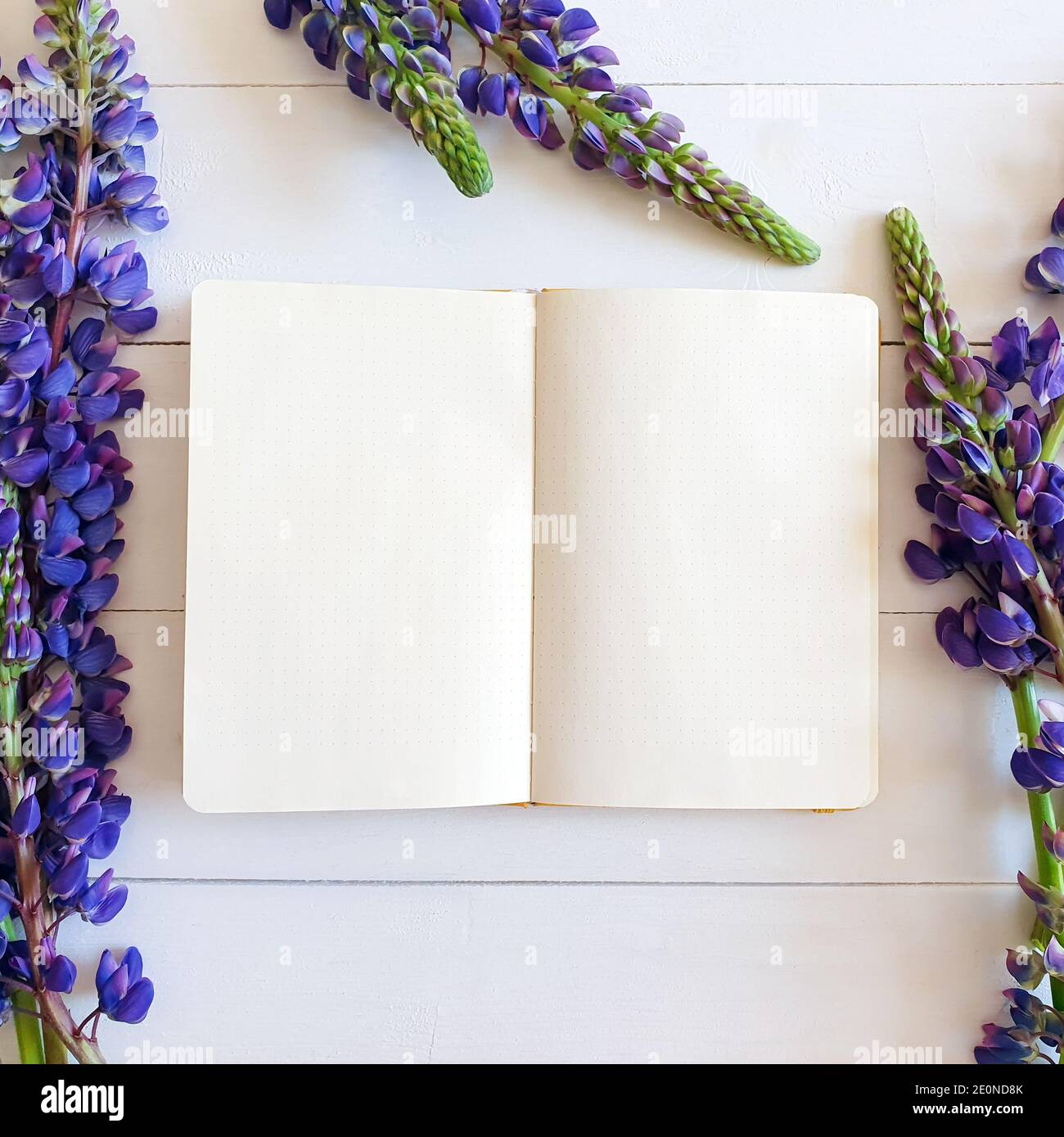 Draufsicht auf ein offenes Notizbuch und einen Strauß lila Lupinen auf einem schäbigen weißen Holzhintergrund. Modell, quadratisches Foto, flach liegend. Stockfoto