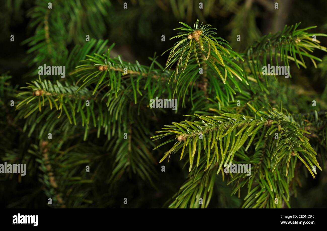 Fichtenzweige schließen sich als Hintergrund an Stockfoto
