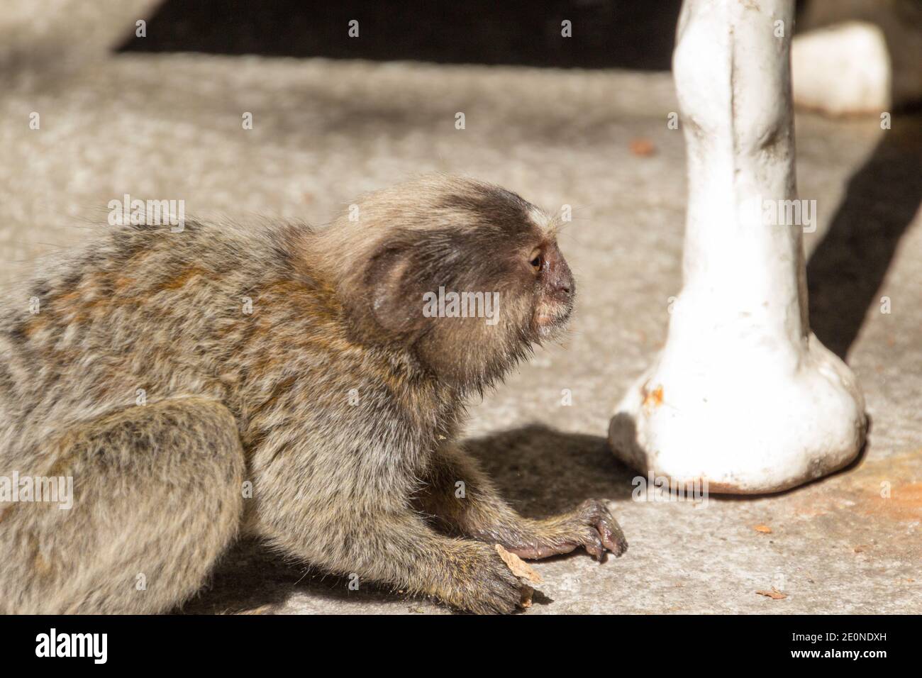 Marmoset (Callithrix jacchus) Auf dem Zuckerhut in der Stadt Rio de Janeiro in Brasilien Stockfoto