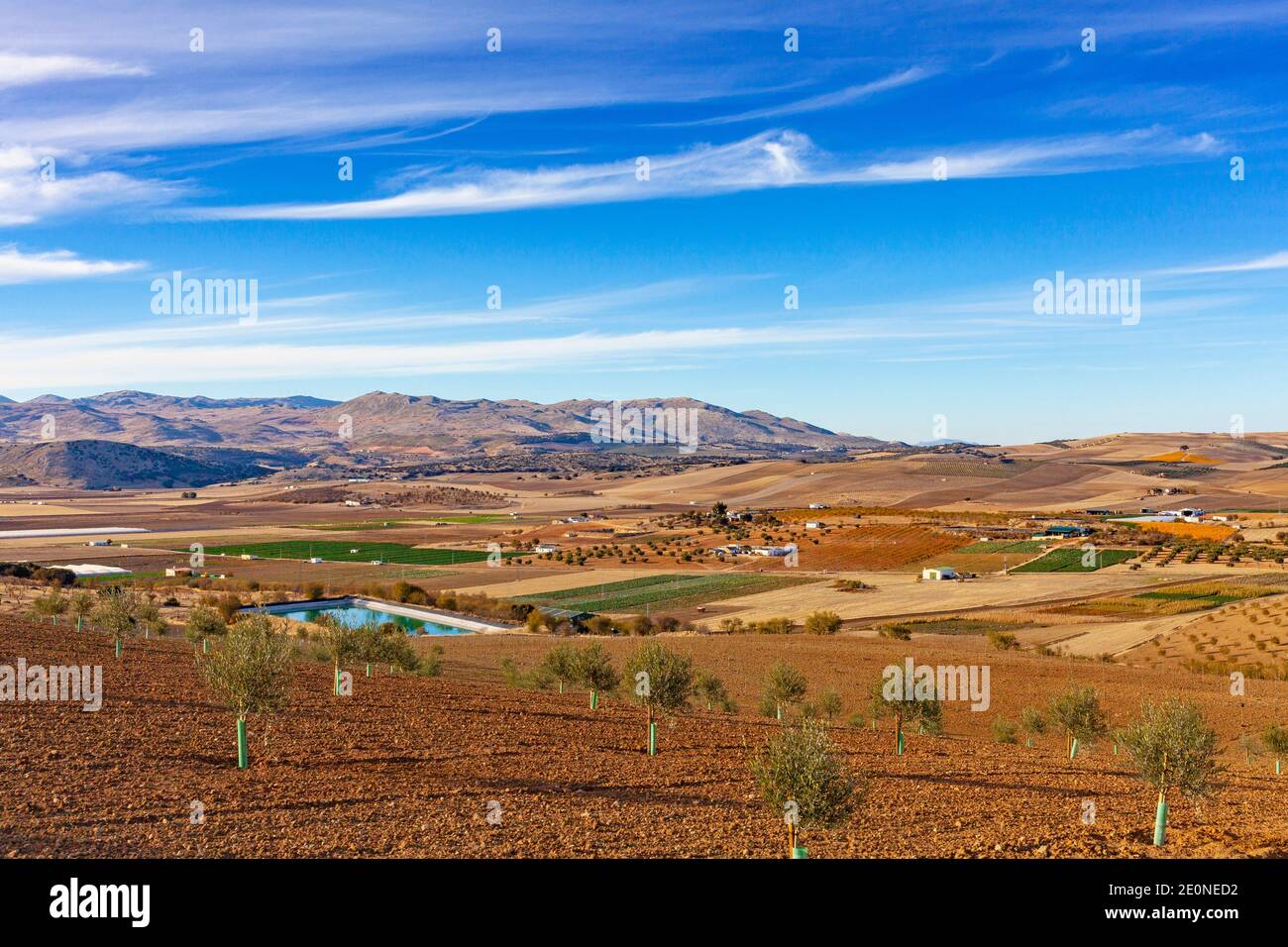 Neu gepflanzte Olivenbäume in der Nähe von Zafarraya, einem Gemüseanbaugebiet mit fruchtbarem Boden, Provinz Granada, Spanien. Stockfoto