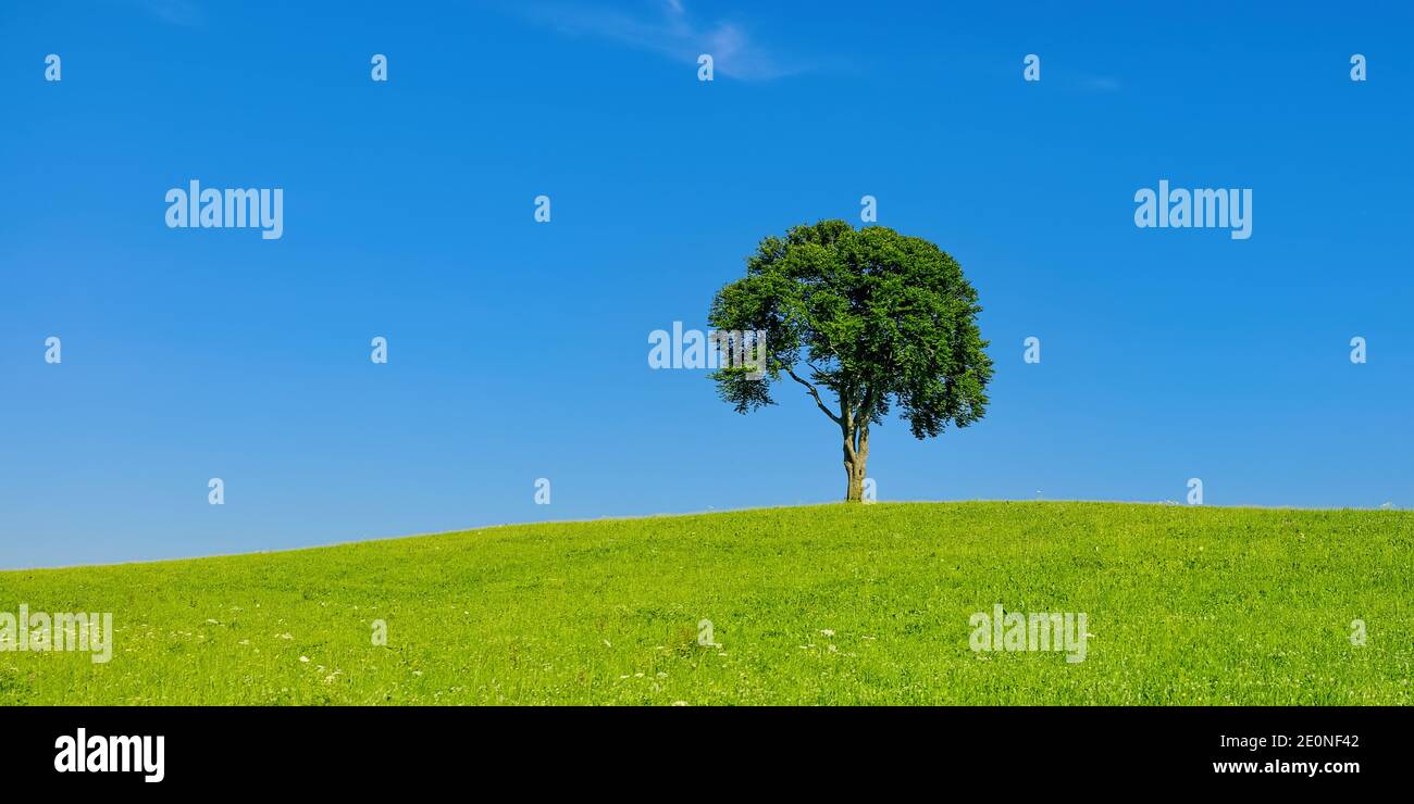 Einzelbaum auf einem Hügel in einer ländlichen Gegend im Sommer. Stockfoto