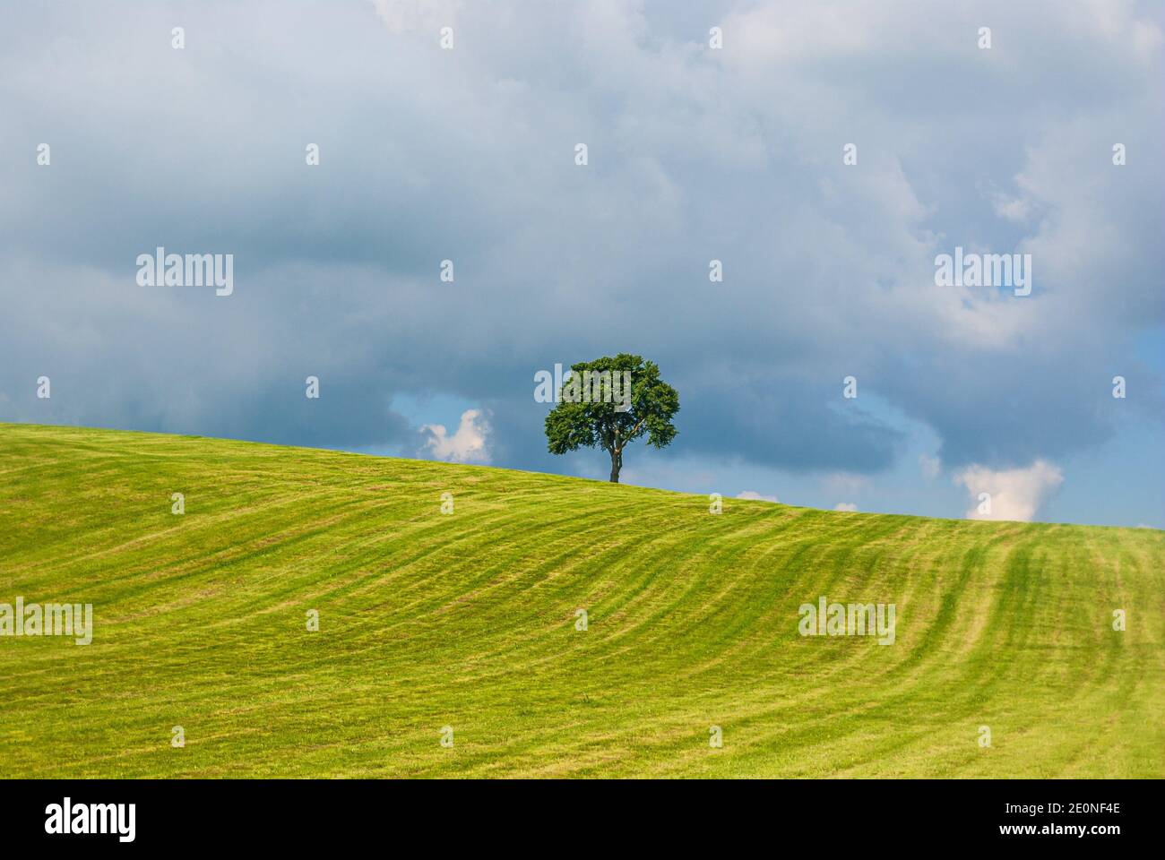 Einzelbaum auf einem Hügel in einer ländlichen Gegend im Sommer in Gewitteratmosphäre. Stockfoto