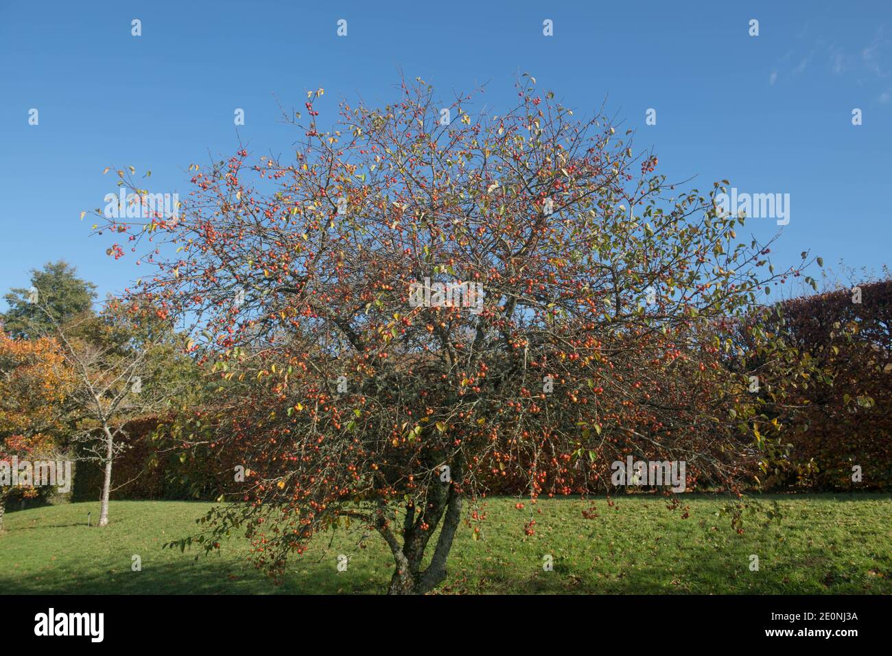 Herbst leuchtend rote Frucht auf einem Krebsen Apfelbaum (Malus 'Evereste') mit einem hellen blauen Himmel Hintergrund wächst in einem Garten in Rural Devon, England, Großbritannien Stockfoto