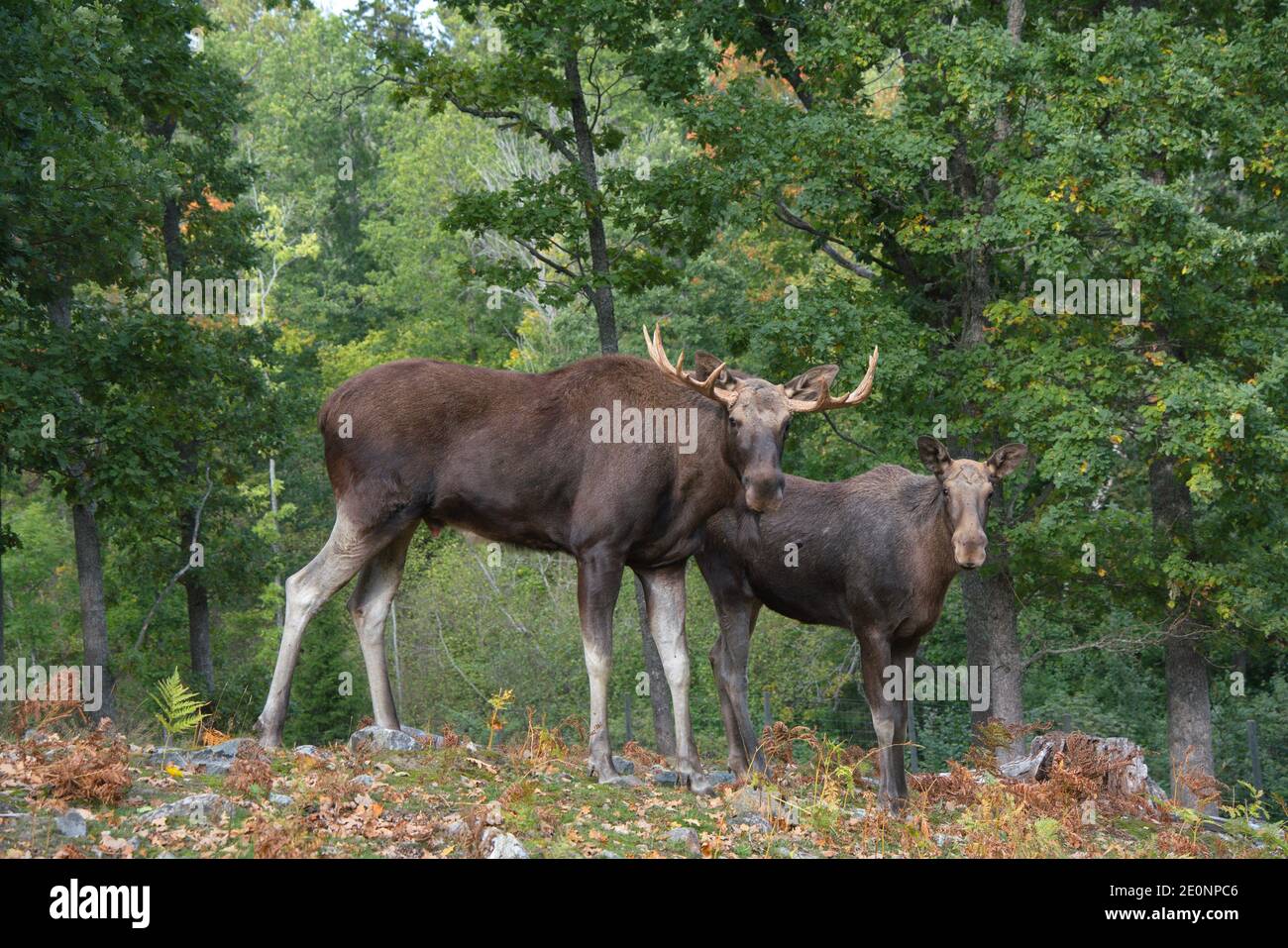 Schweden Elch Fotos Und Bildmaterial In Hoher Aufl sung Alamy schweden-elch-fotos-und-bildmaterial-in-hoher-aufl-sung-alamy