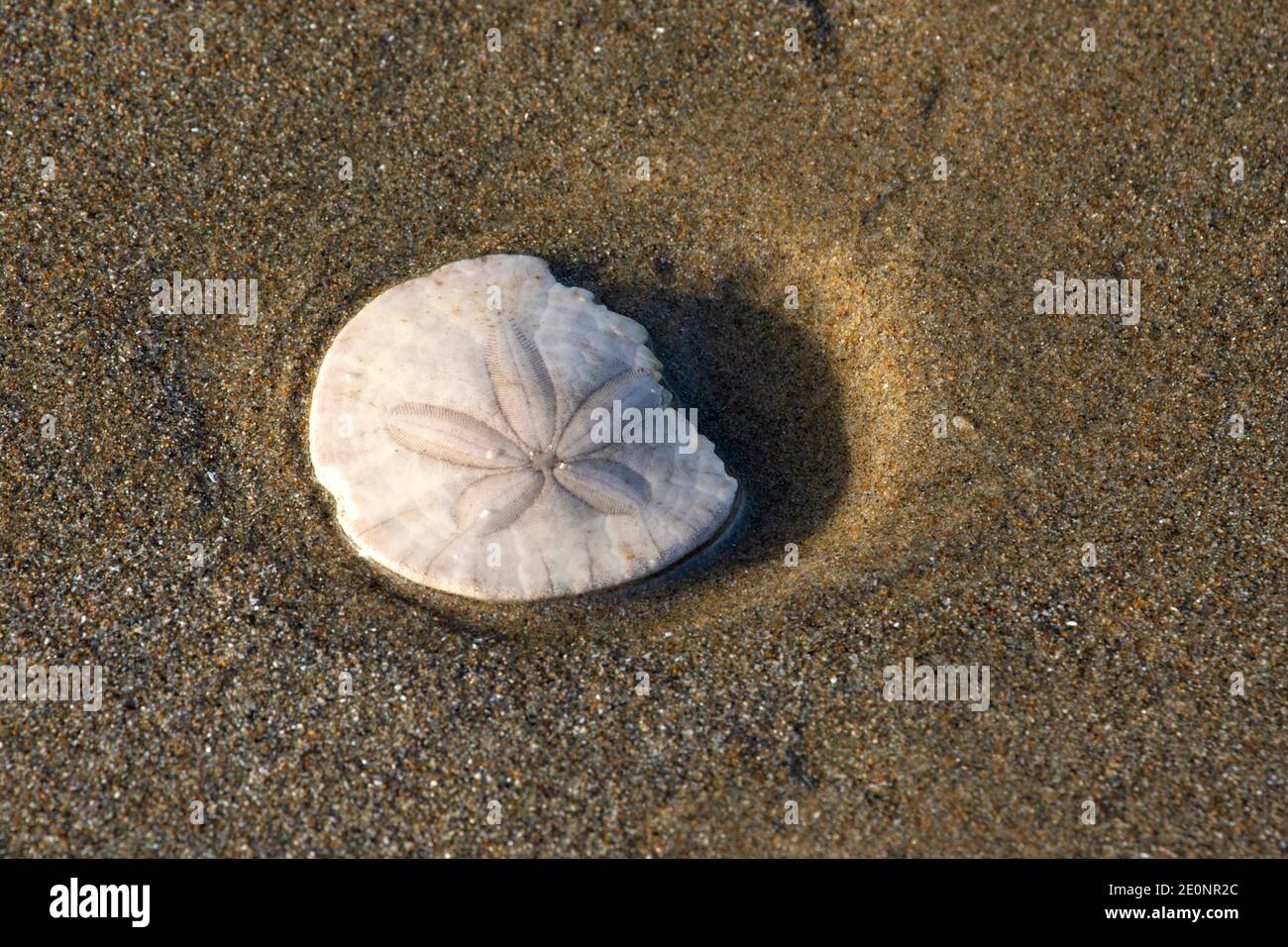 Sand Dollar Stockfotos Und Bilder Kaufen Alamy