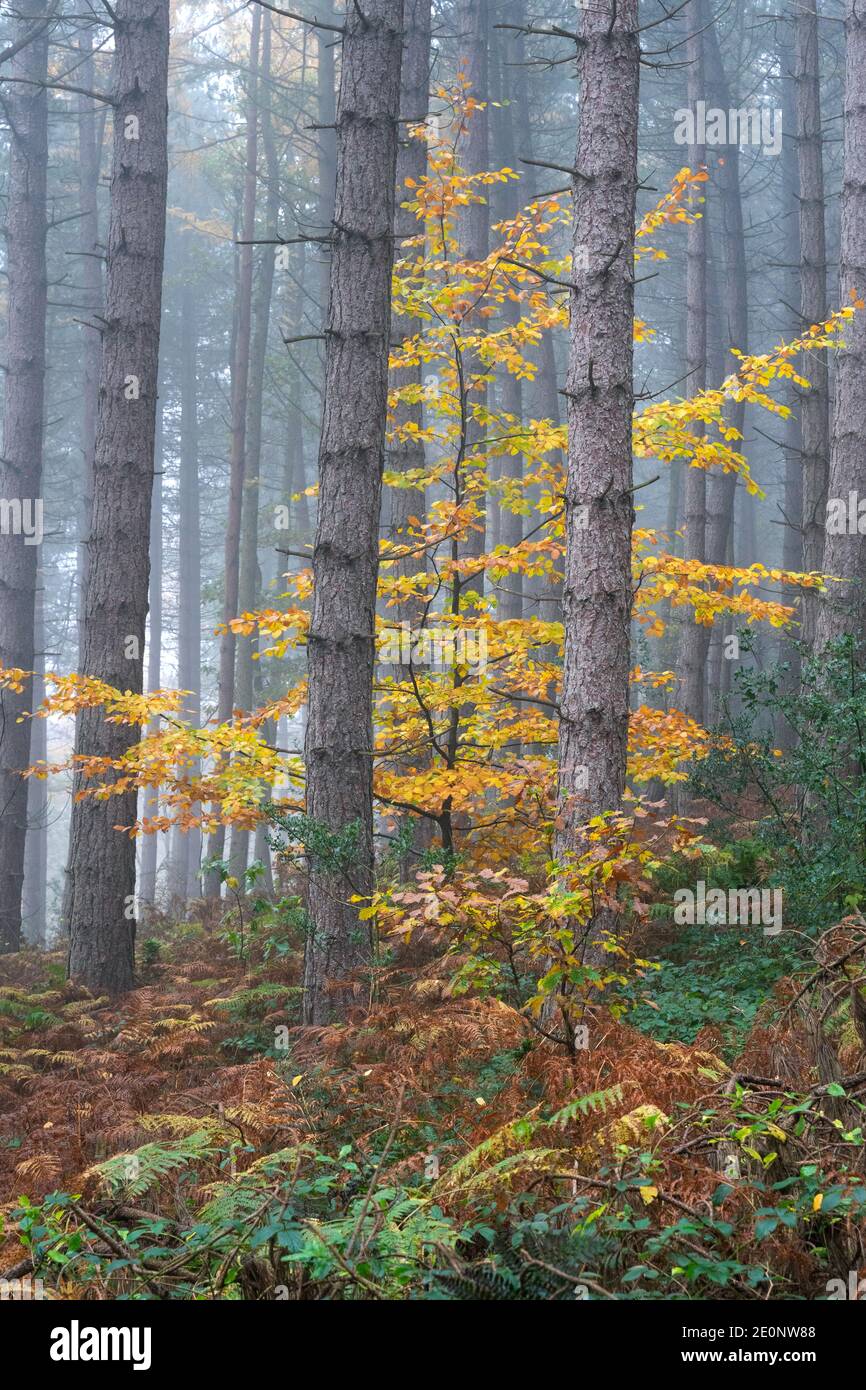 Herbstwald, Bagger Woods, Barnsley, Großbritannien Stockfoto