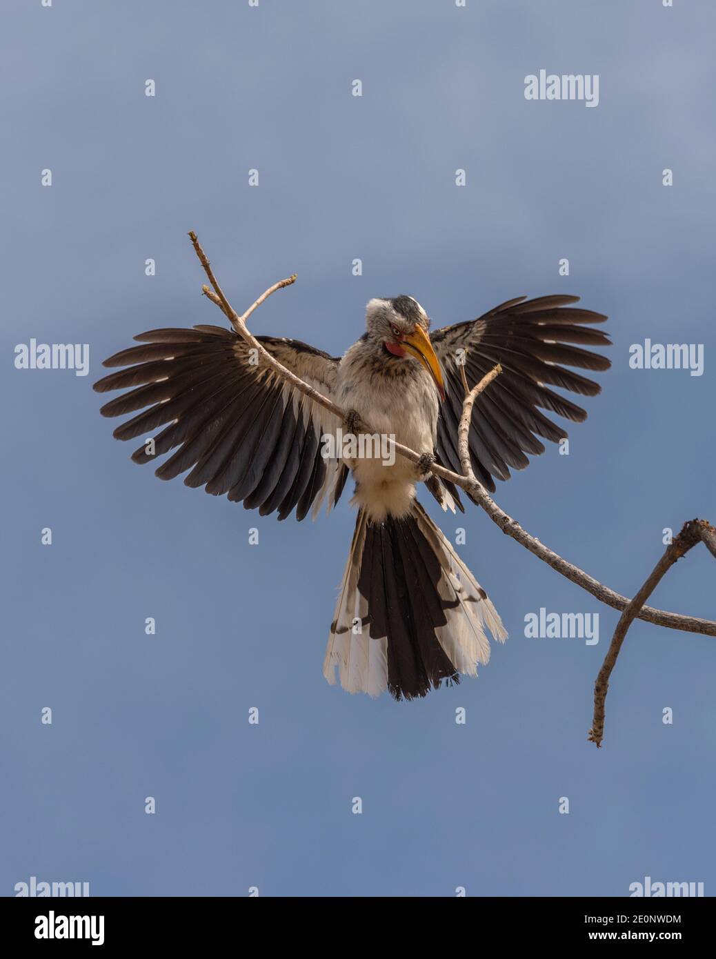 Südlicher Gelbschnabelhornvogel, Tockus leucomelas, an einem Zweig, Namibia Stockfoto