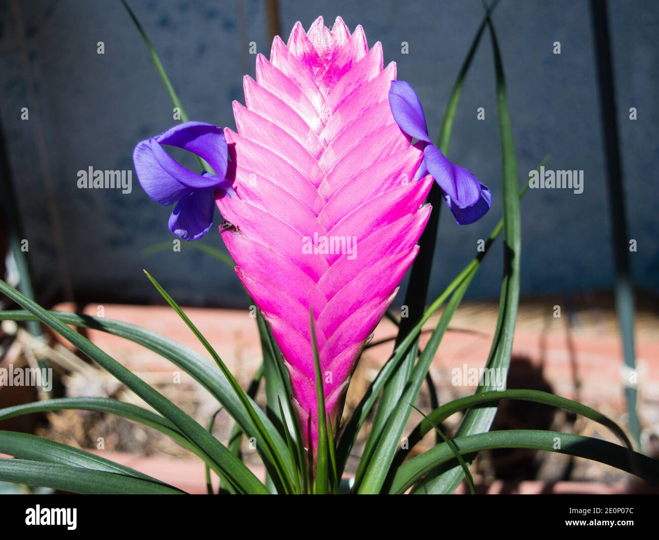 Rosa Federkiel Pflanze, Tillandsia Cyanea, Topf gewachsen Sukkulente  Pflanze mit rosa Bracts, die Tintenkiel hneln, kleine violette Blten  Stockfotografie - Alamy