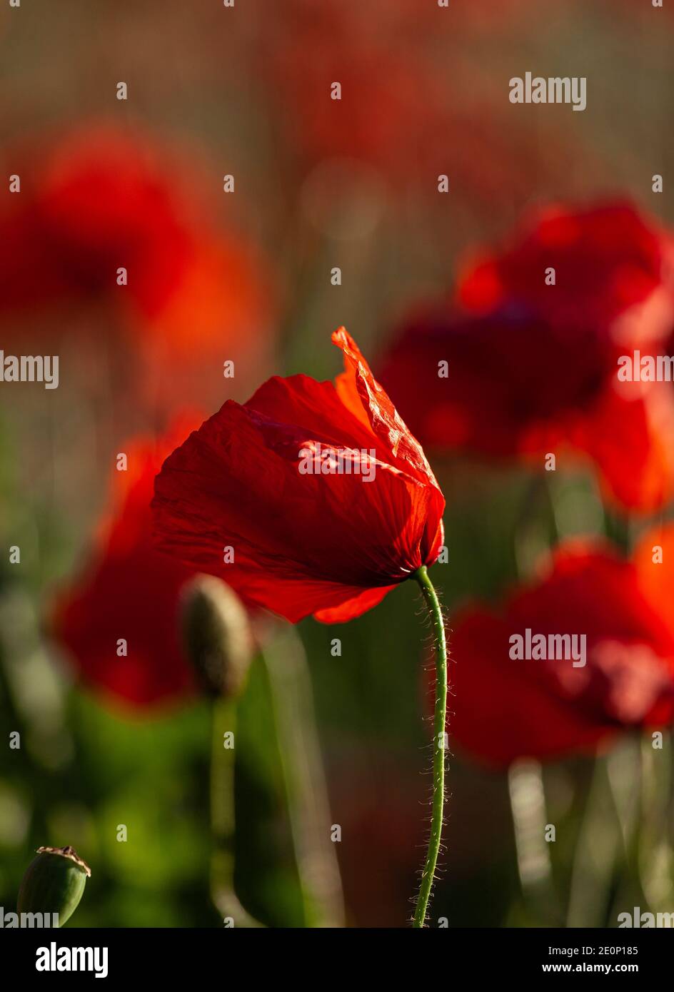 Konzentriere dich auf einen roten Mohn in einem Mohnfeld. Abruzzen, Italien, Europa Stockfoto