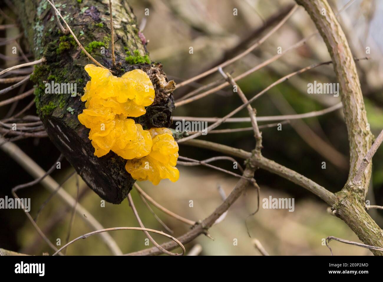 Gelbe Hirnpilze (Tremella mesenterica) Winter bei nassem Wetter weich glänzend gallertartige unregelmäßige gefaltete Früchte Körper auf altem Ast über kleinem Bach Stockfoto