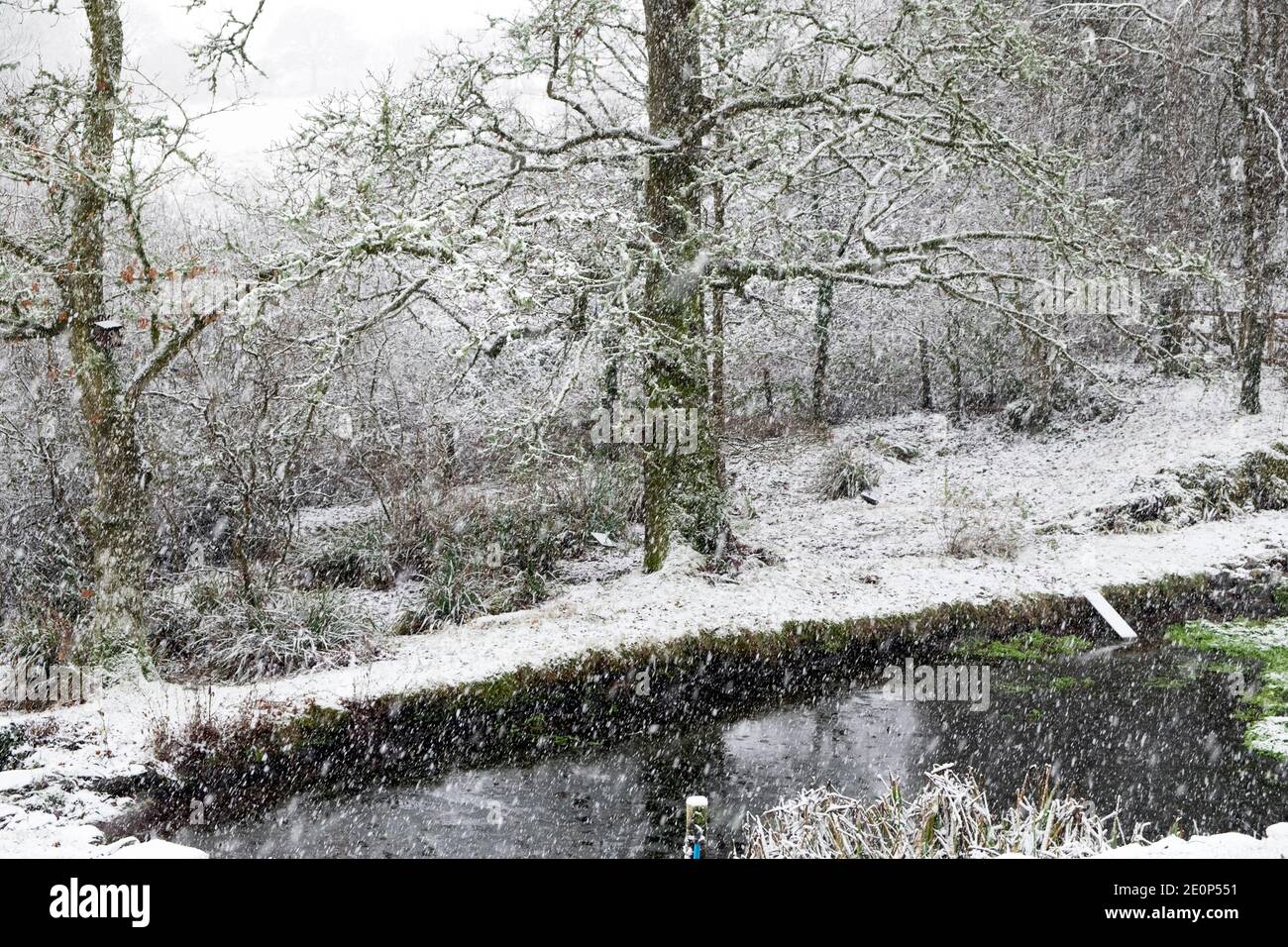 Blick auf Schnee fällt auf Gartenteich im Winter verschneit Gartenlandschaft Bäume Dezember 2020 Carmarthenshire Wales Großbritannien KATHY DEWITT Stockfoto